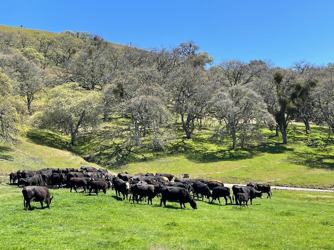 Palo Escrito Ranch