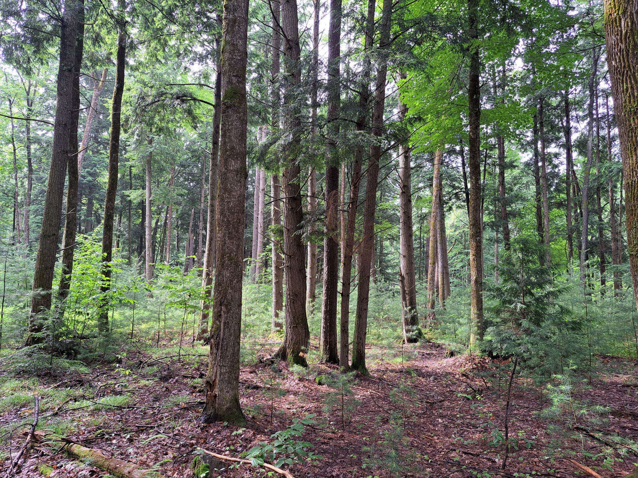Hudson River Woods & Water