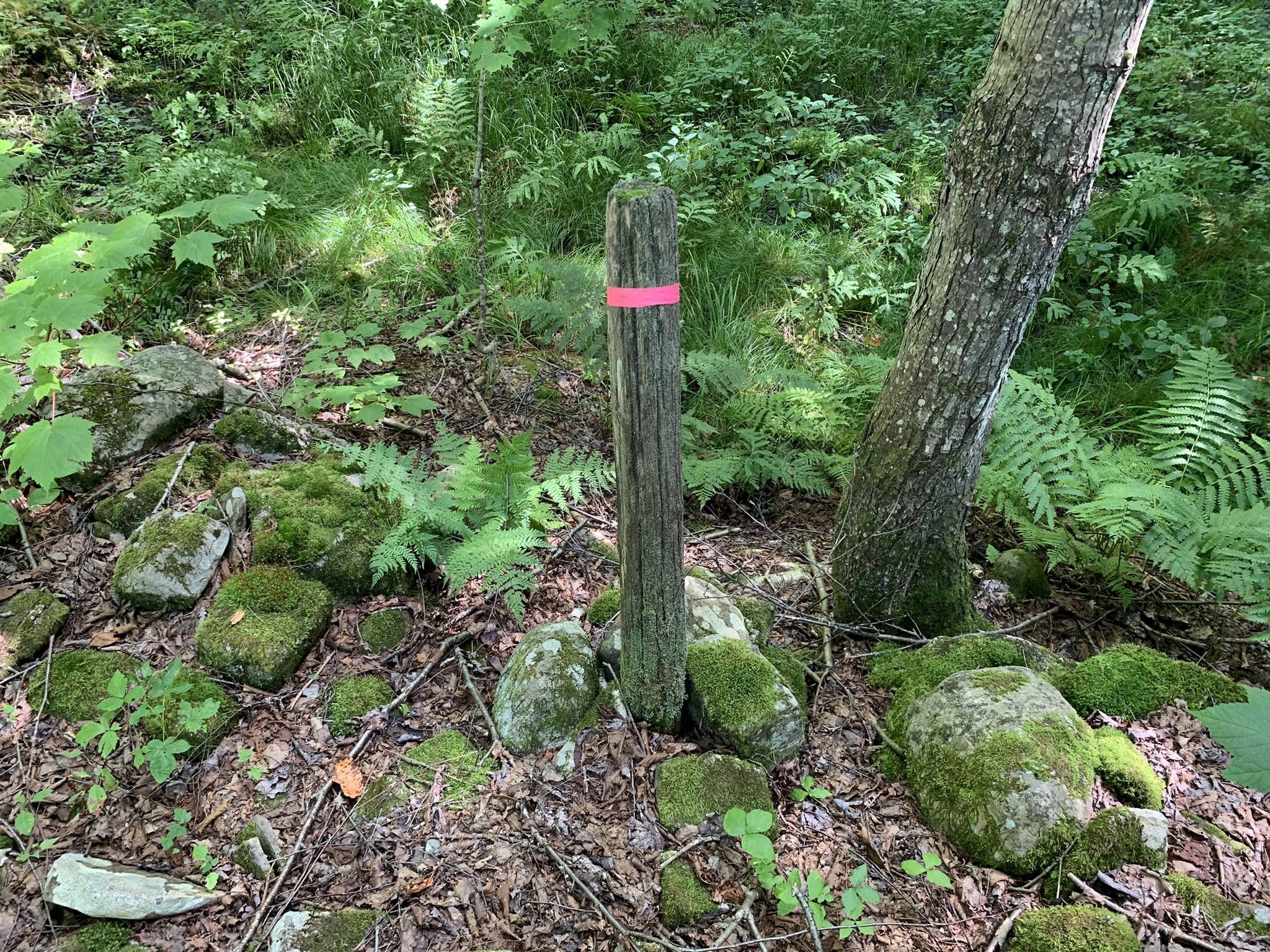Lyman Brook Forest