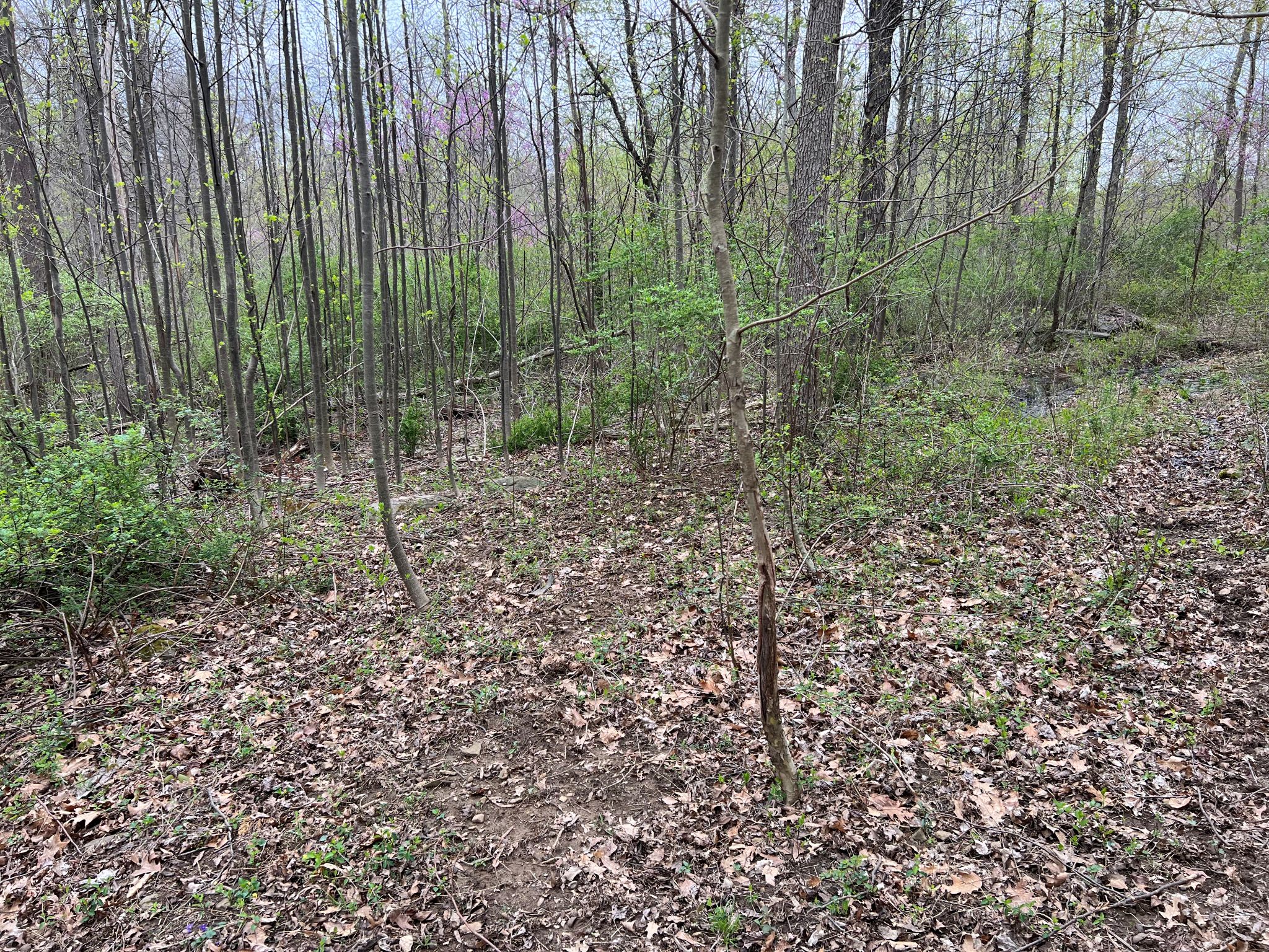 Etown Woodlands