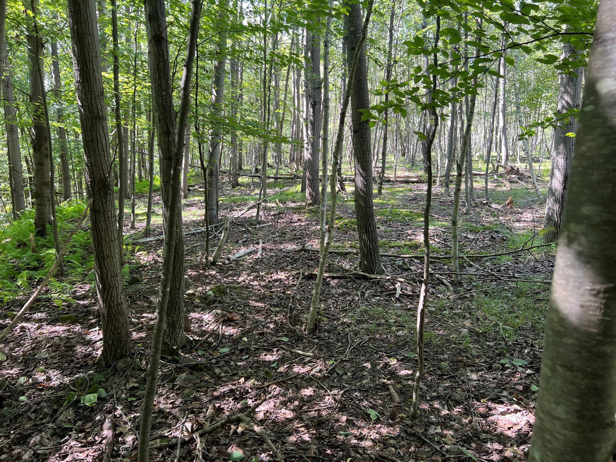 Pocono Area Gem