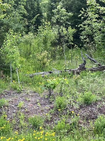 Heavily Wooded 120 Acres 50177652
