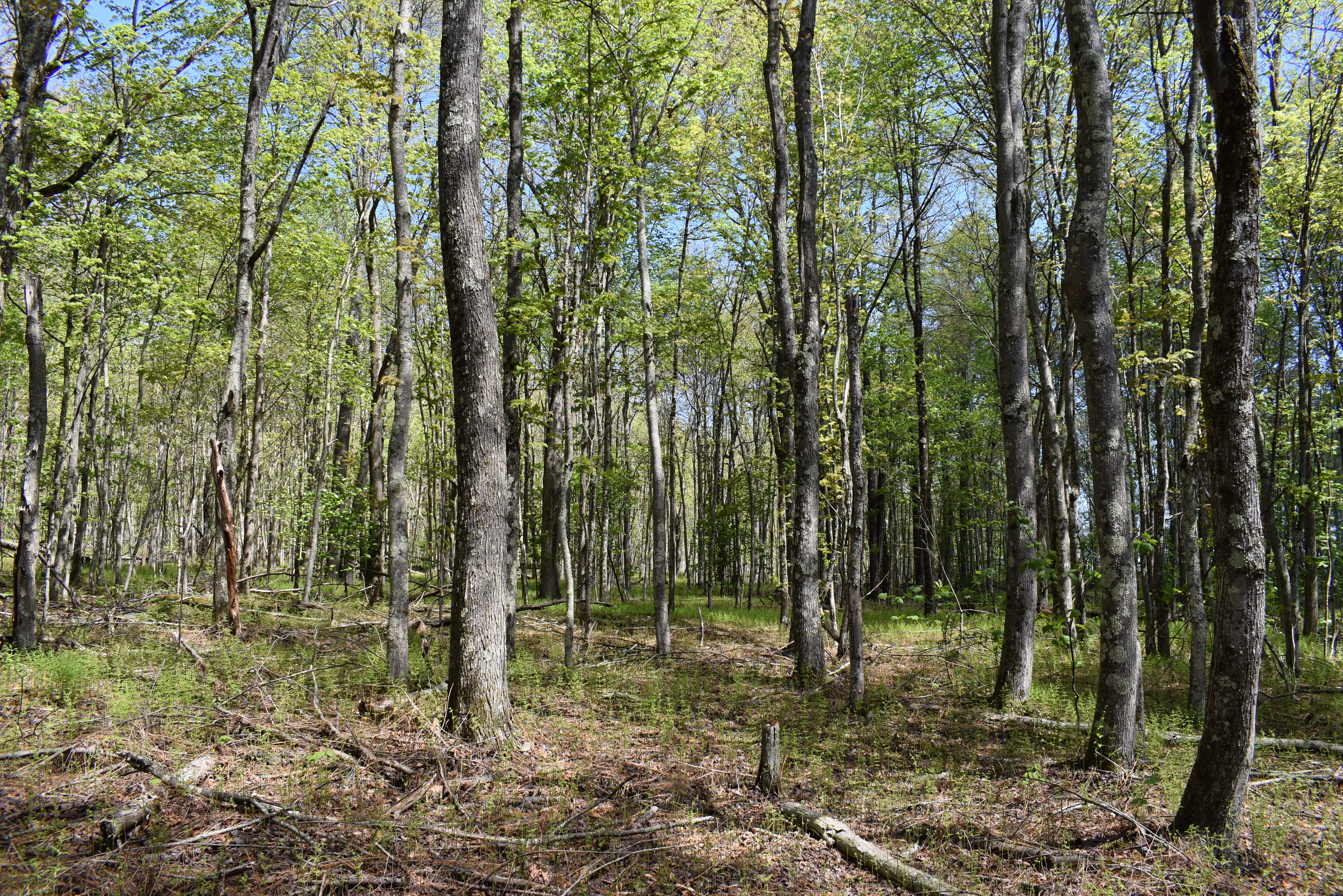 Grugan Hollow