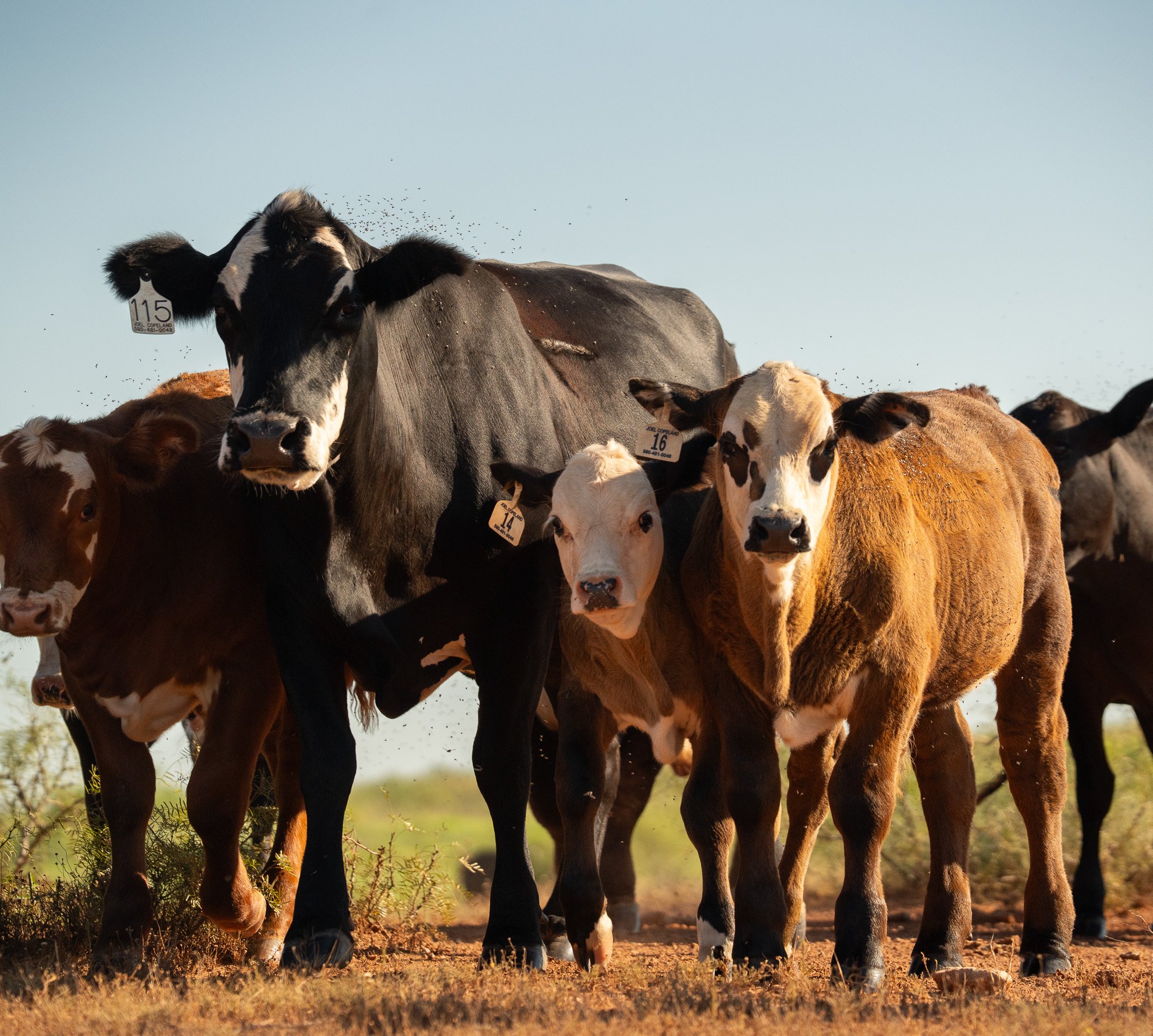 Miller Land & Cattle, LTD