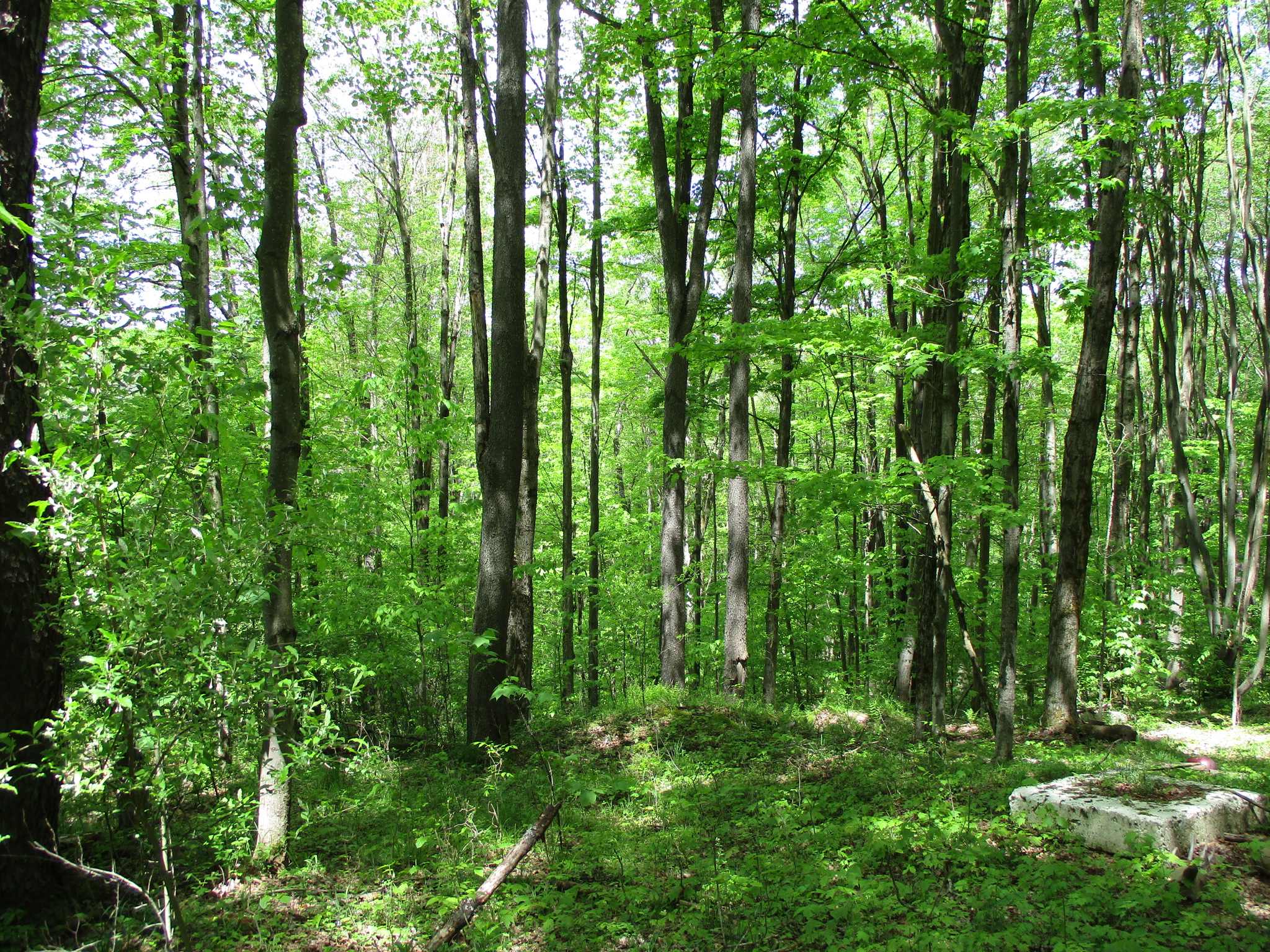 Legacy Land and Cabin