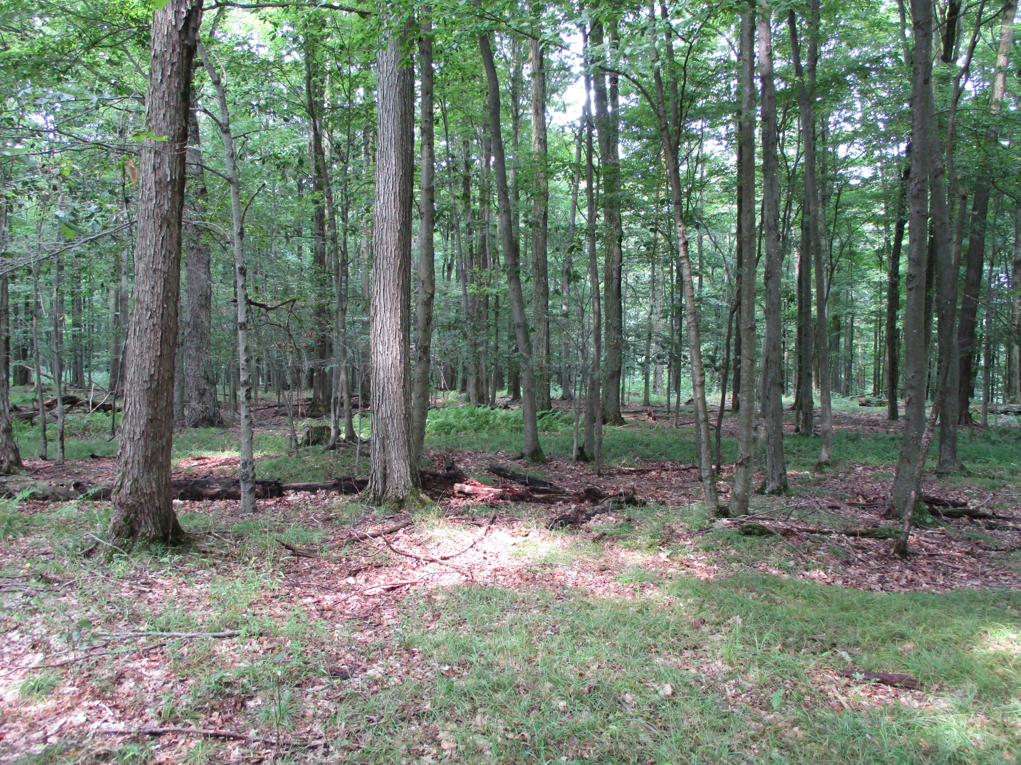 Listing Image 43