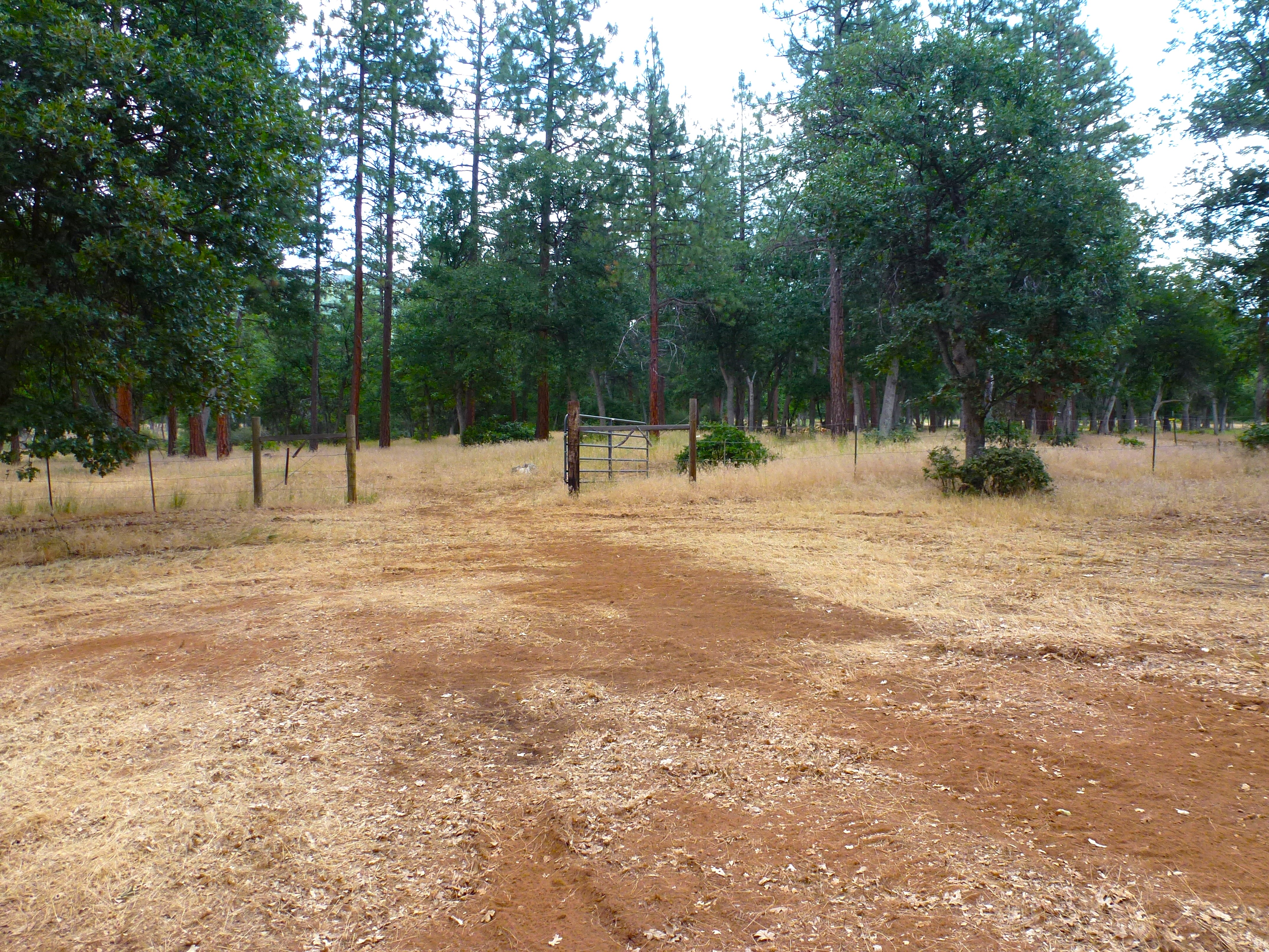 Log Home in the Pines
