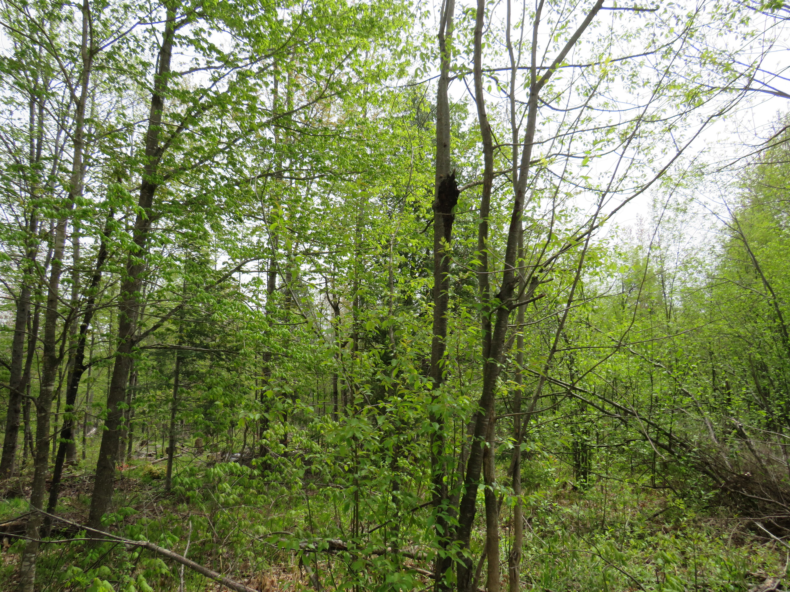Michigan Recreational Property 50165363