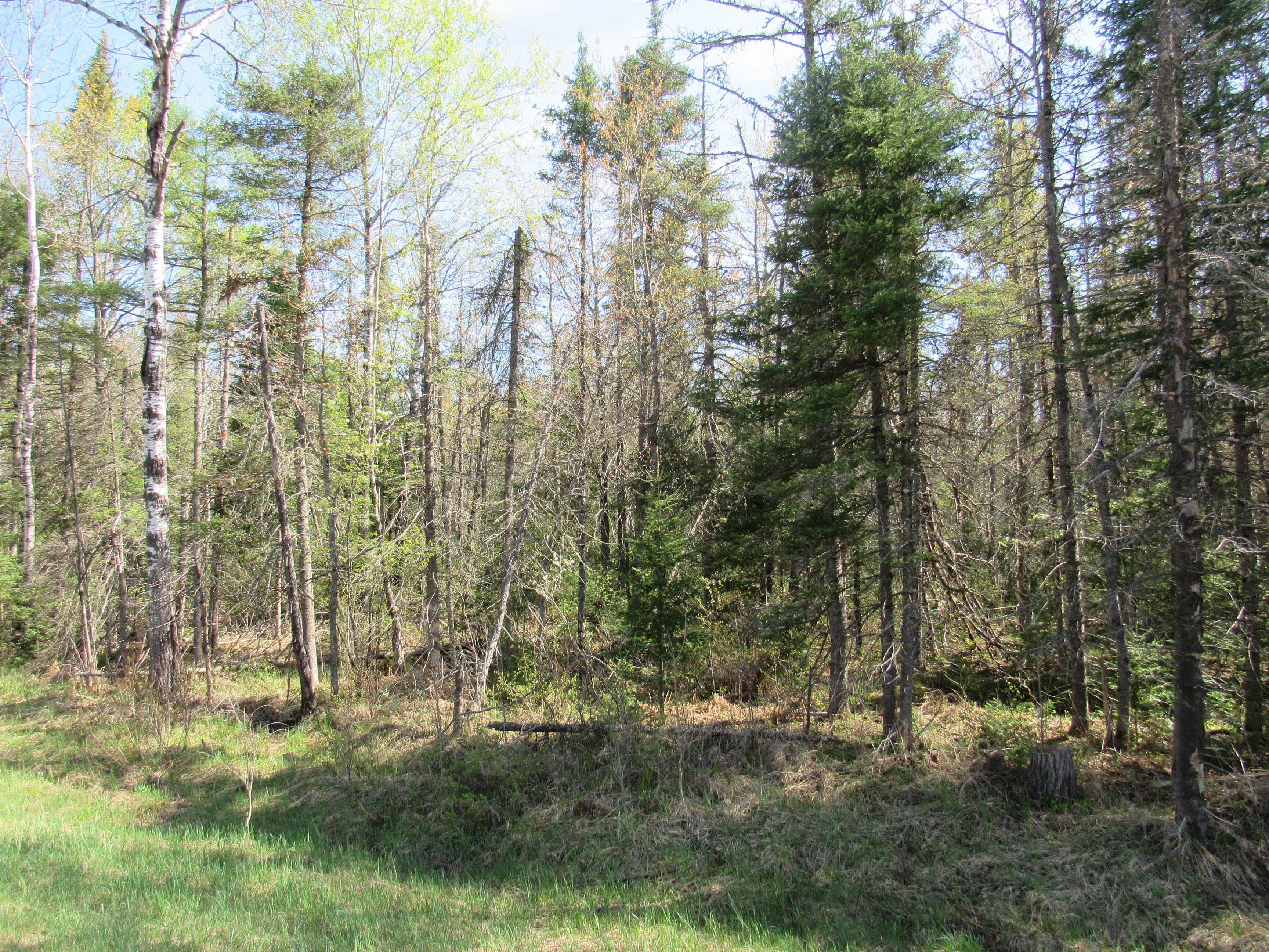 288 +/- Wooded Acreage 50175744