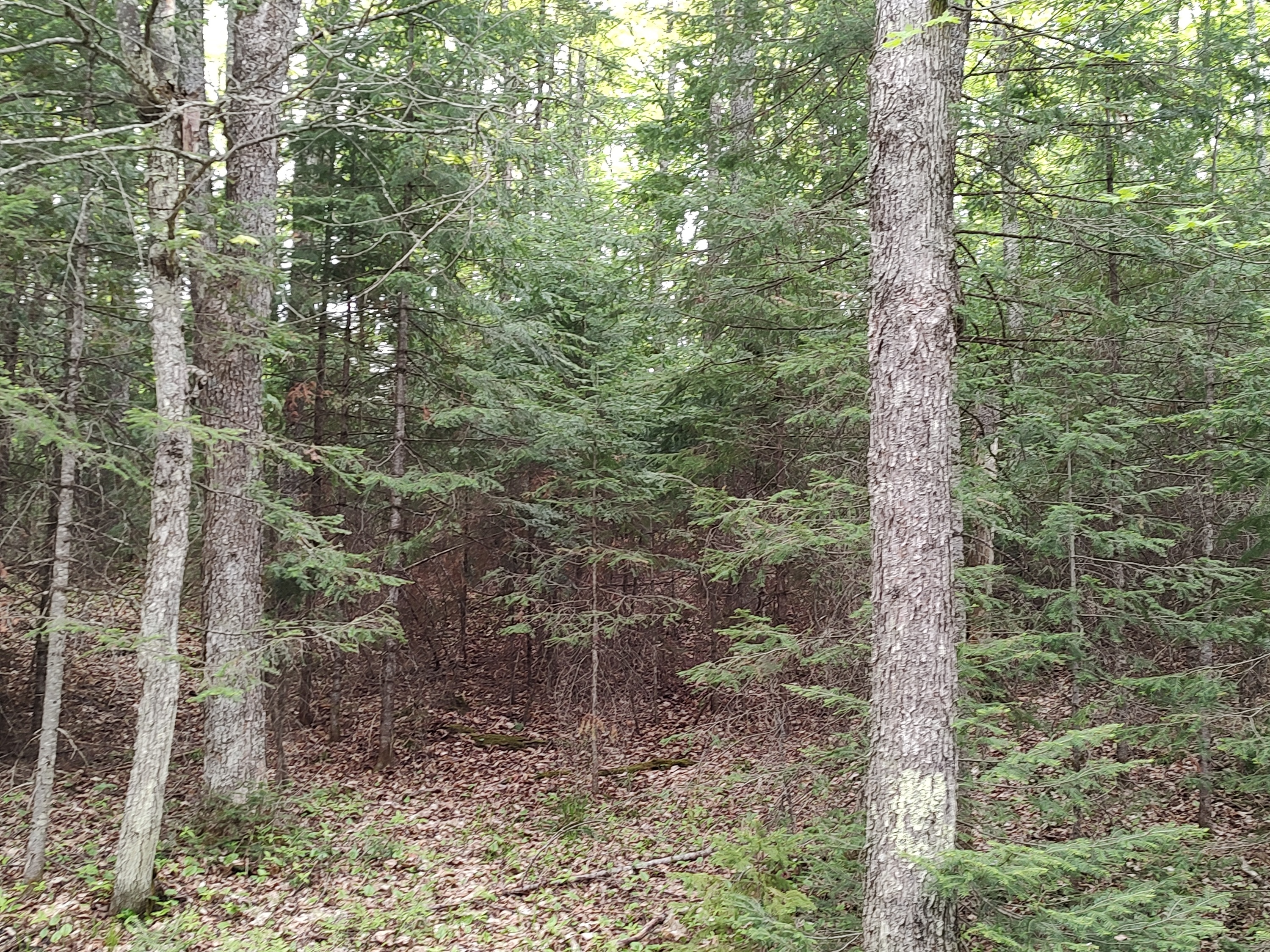 U.P. Robinson Lake Parcel 50167828
