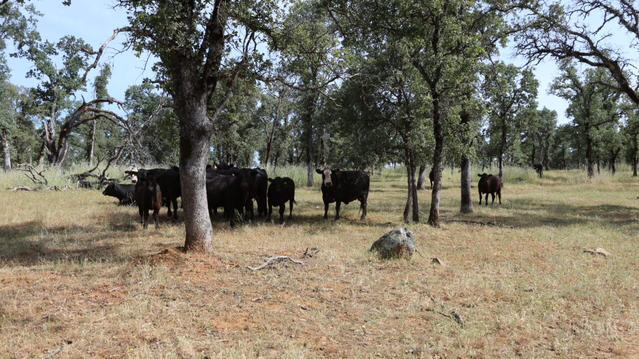 Listing Image 70