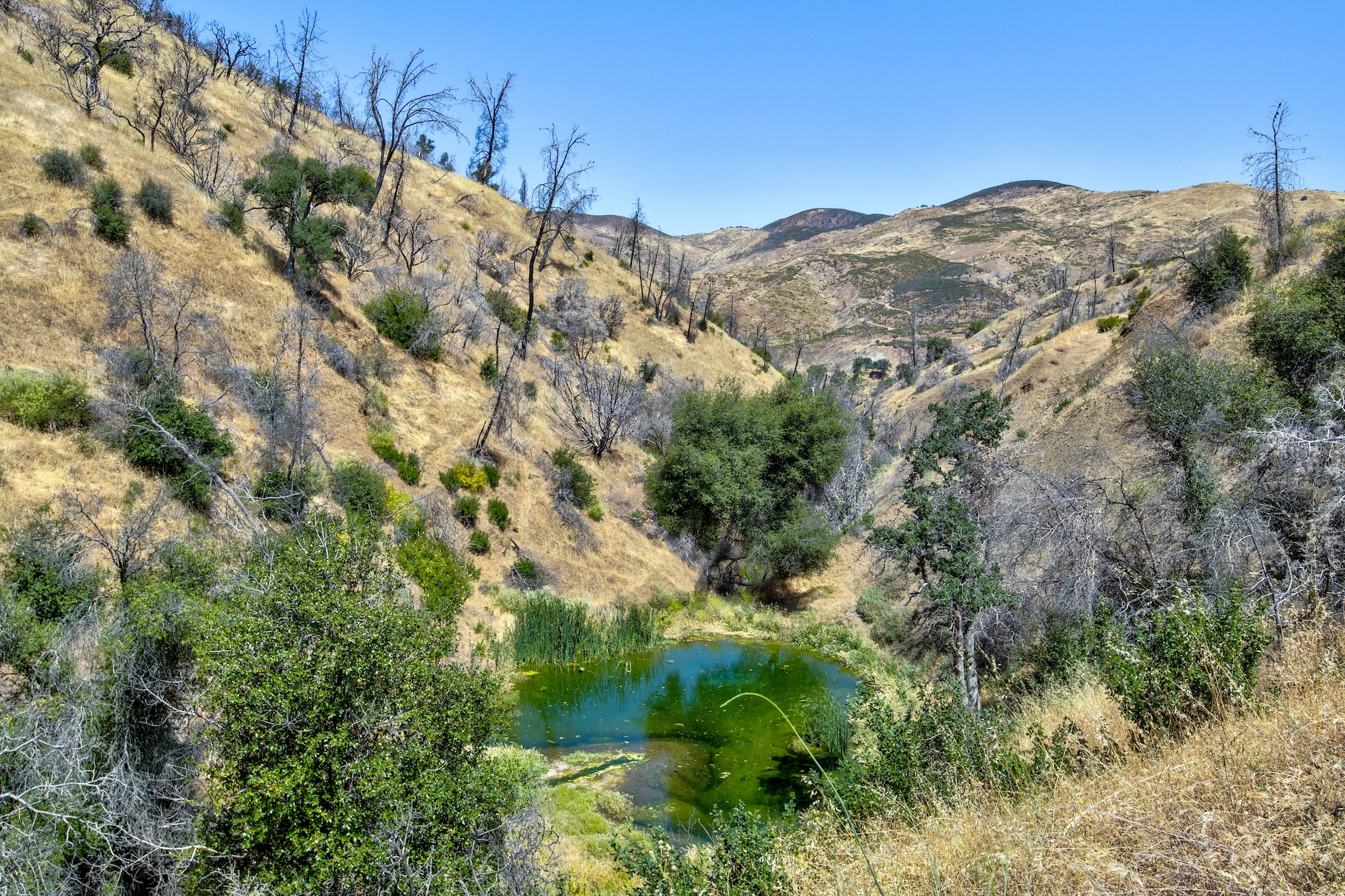 Old Iron Gate Ranch