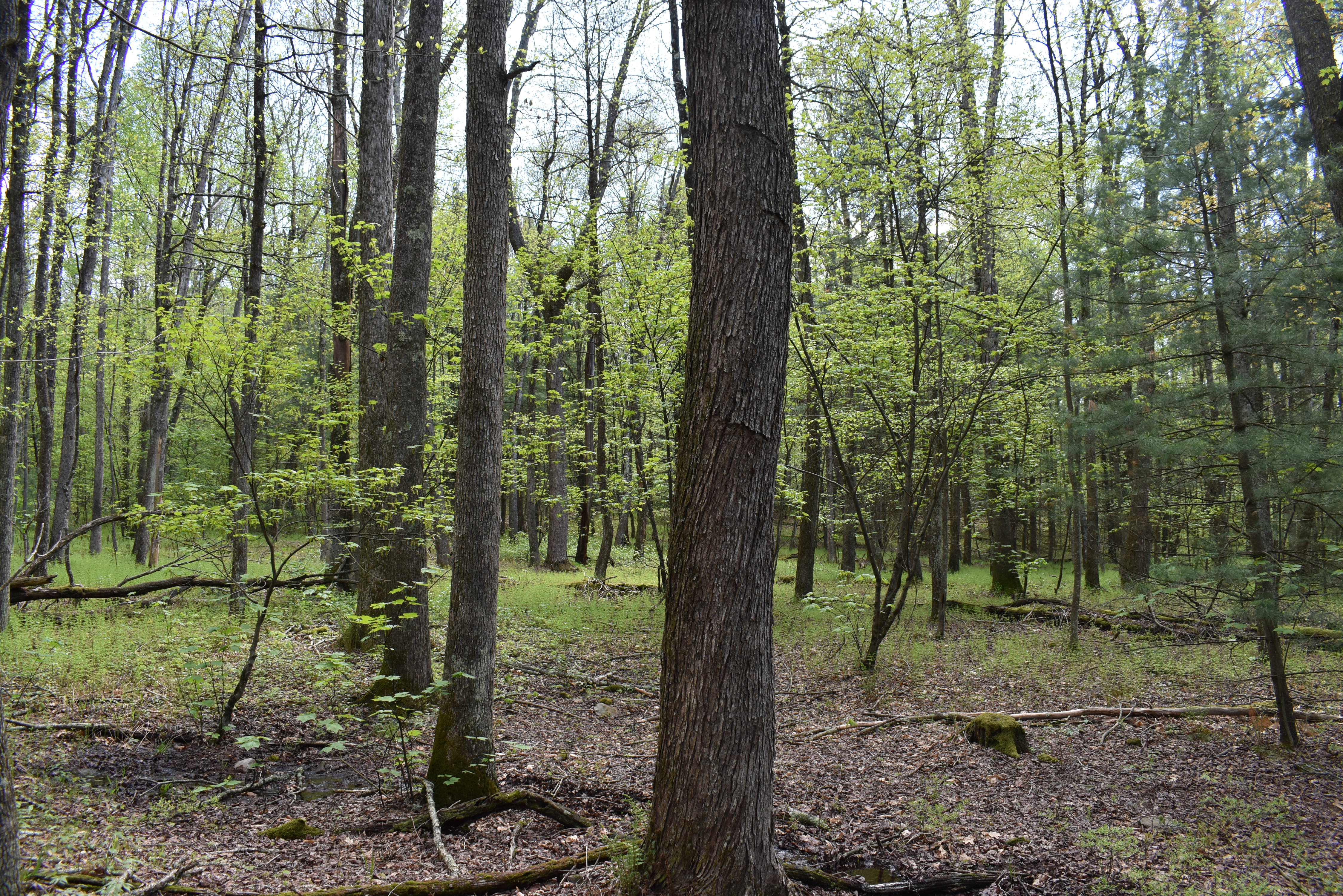 Grugan Hollow