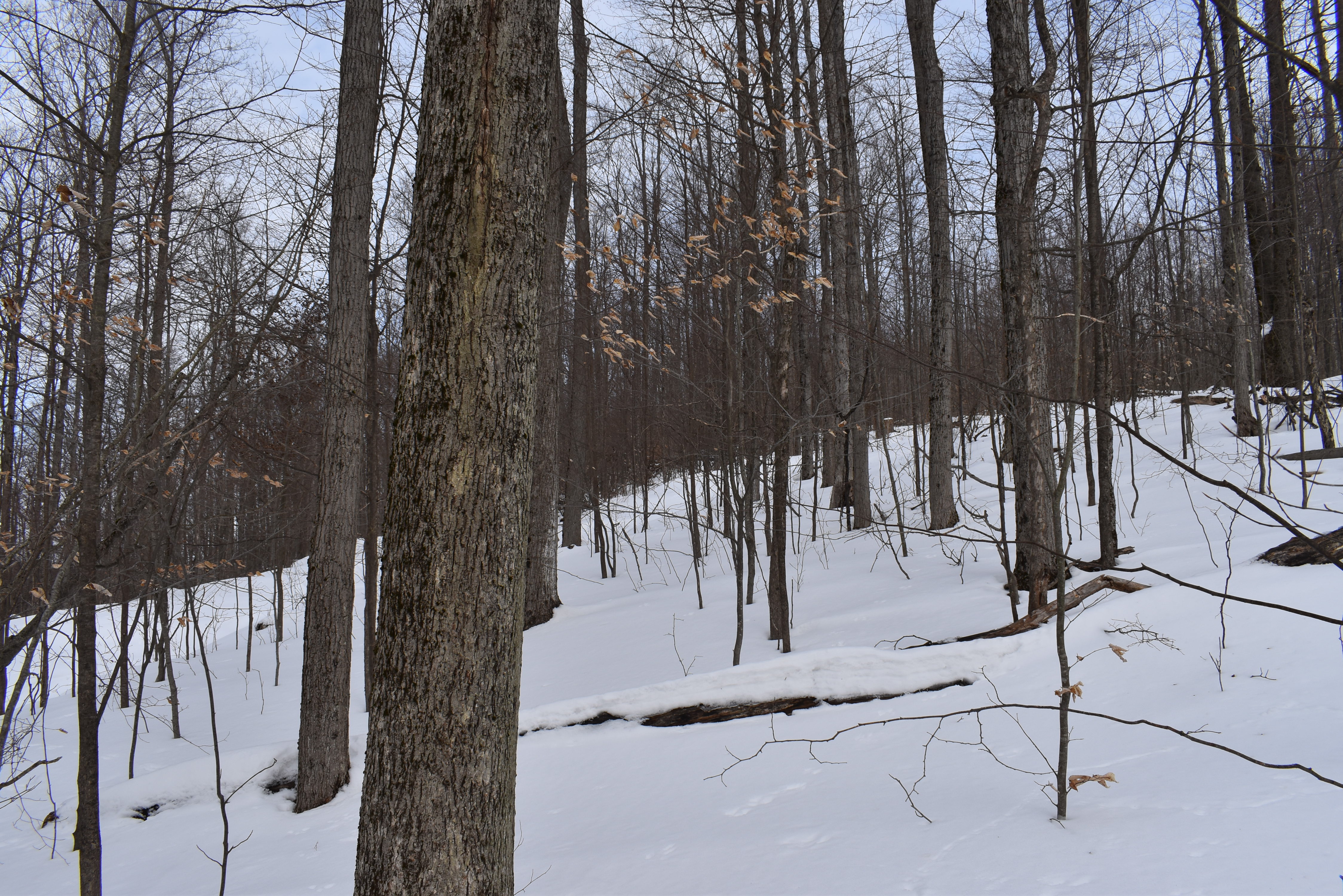Morgan Hollow