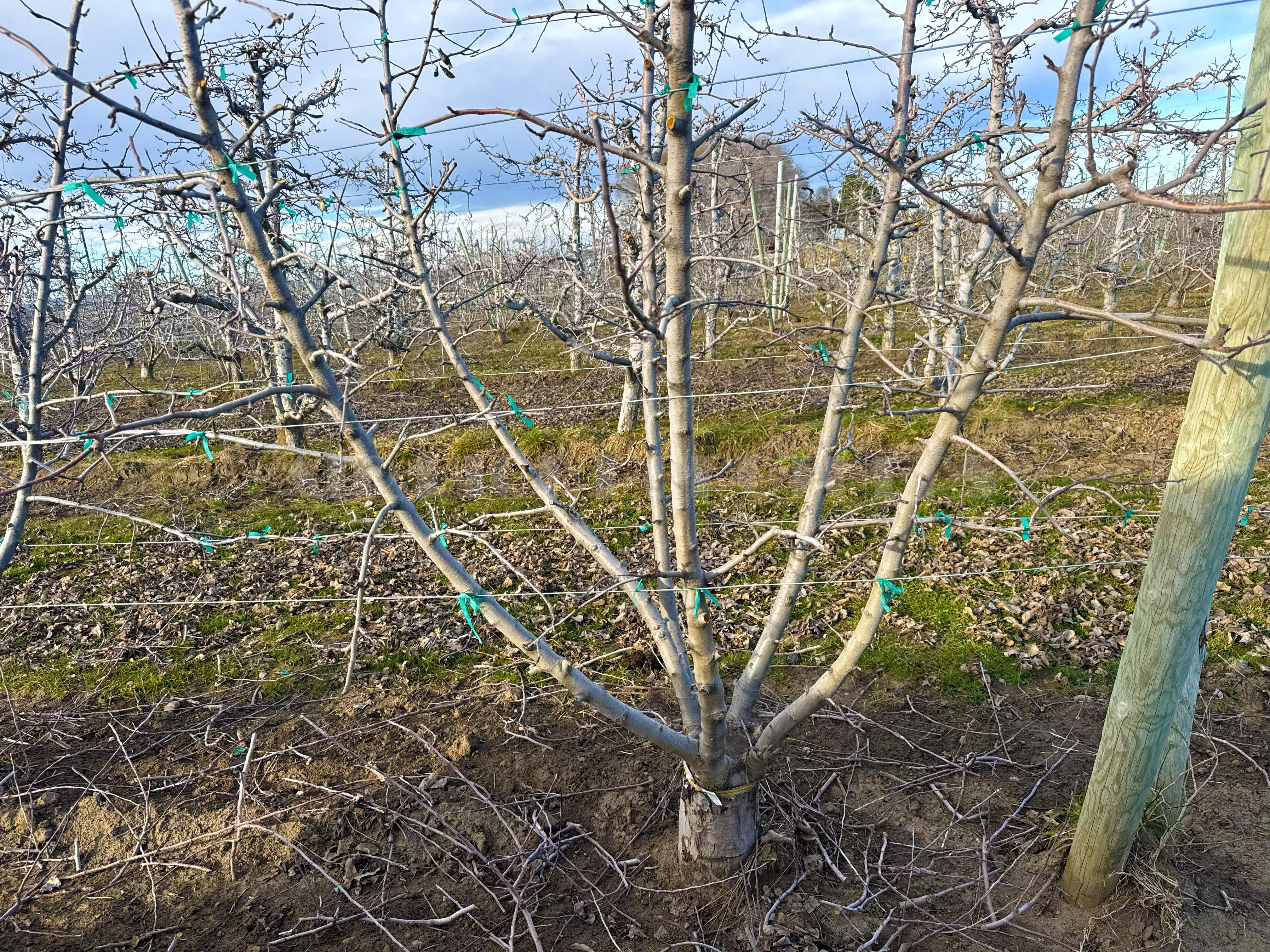 Fern Road Irrigated farm