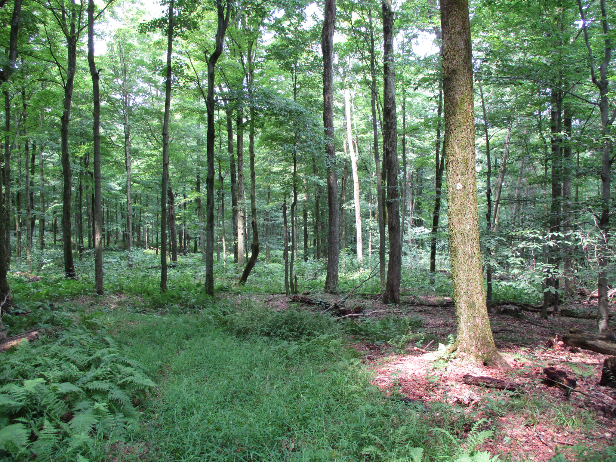 Listing Image 48