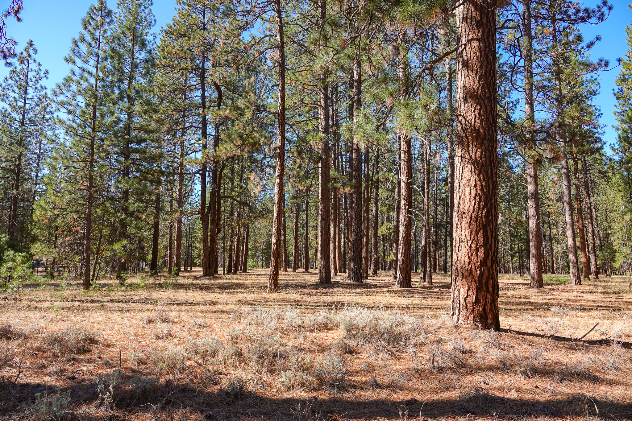 Mountain View Meadow