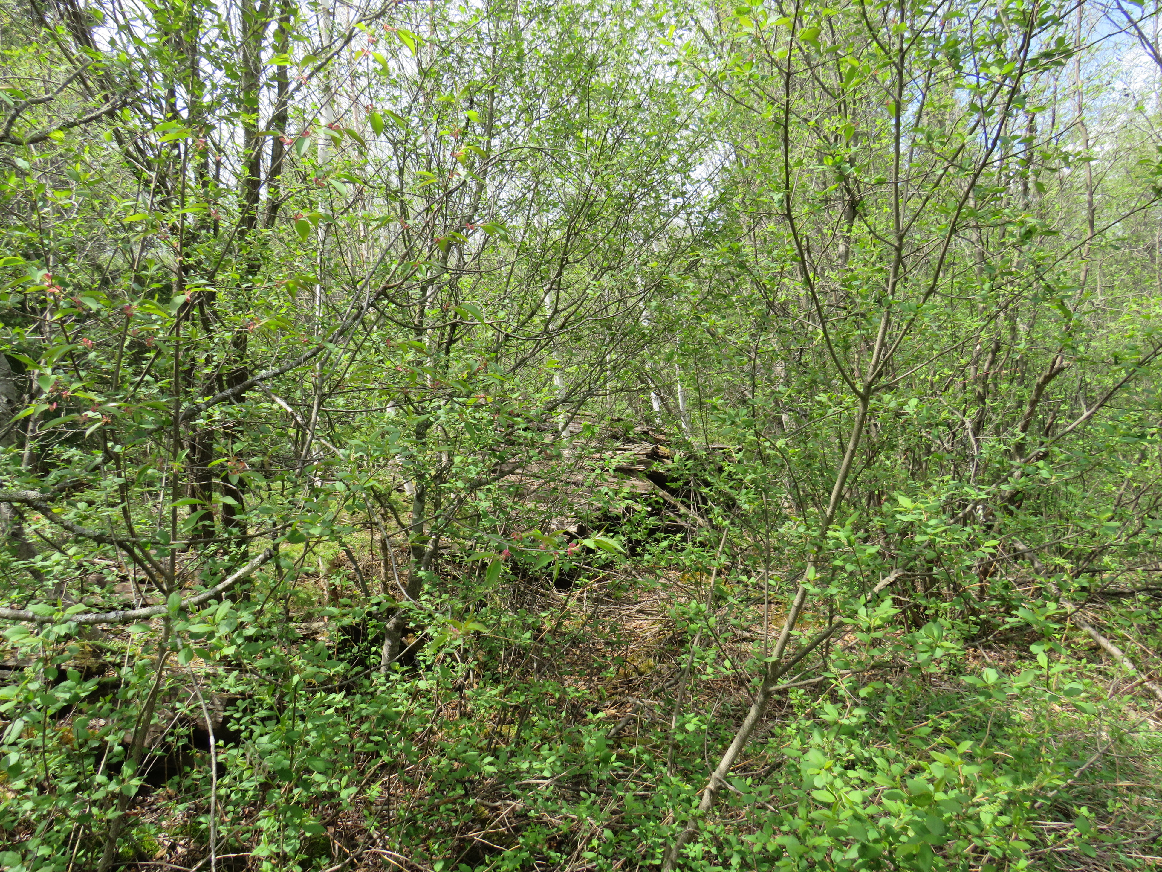 160 Acre Wilderness Retreat 50175391