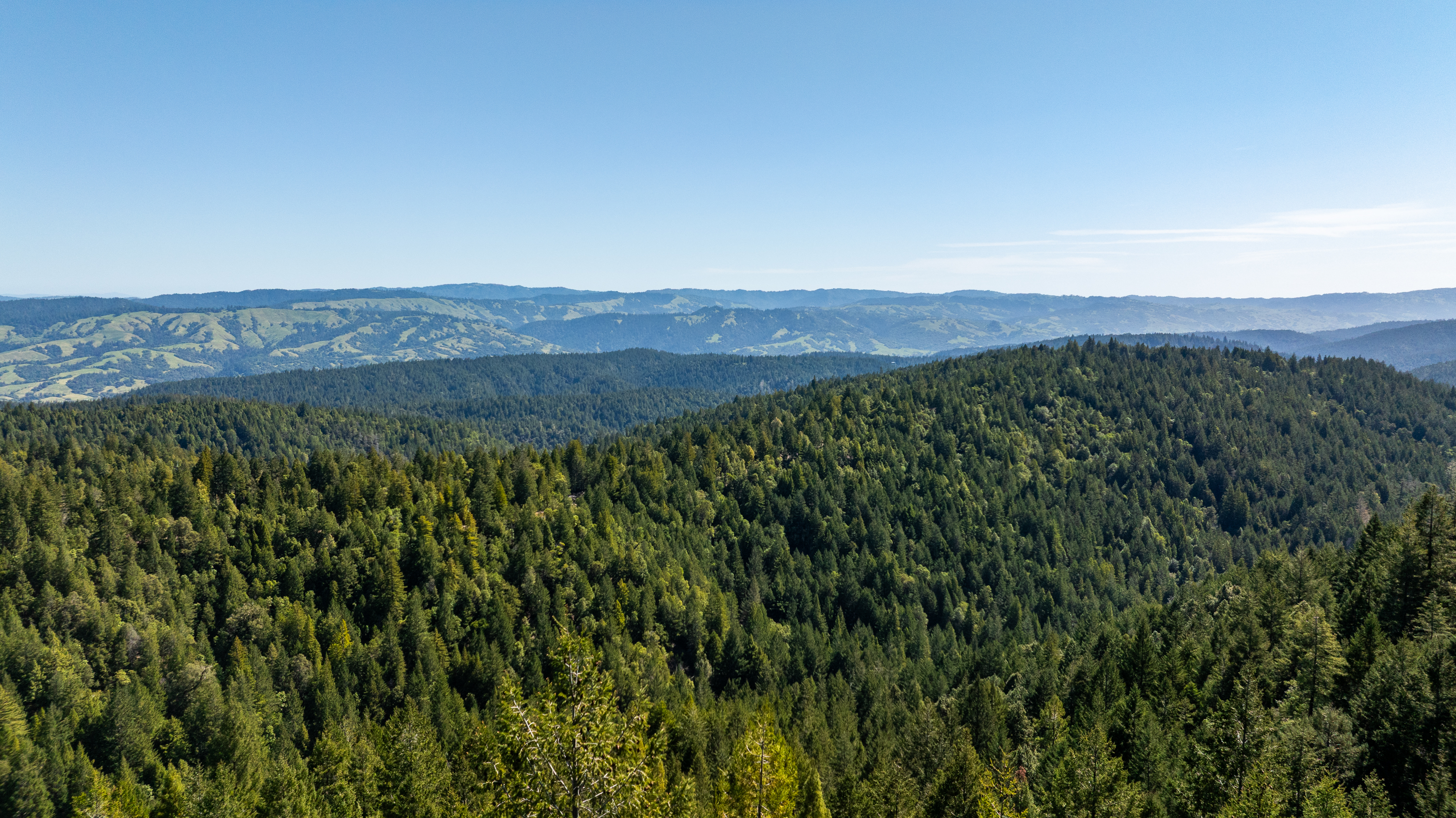 Redwood 1
