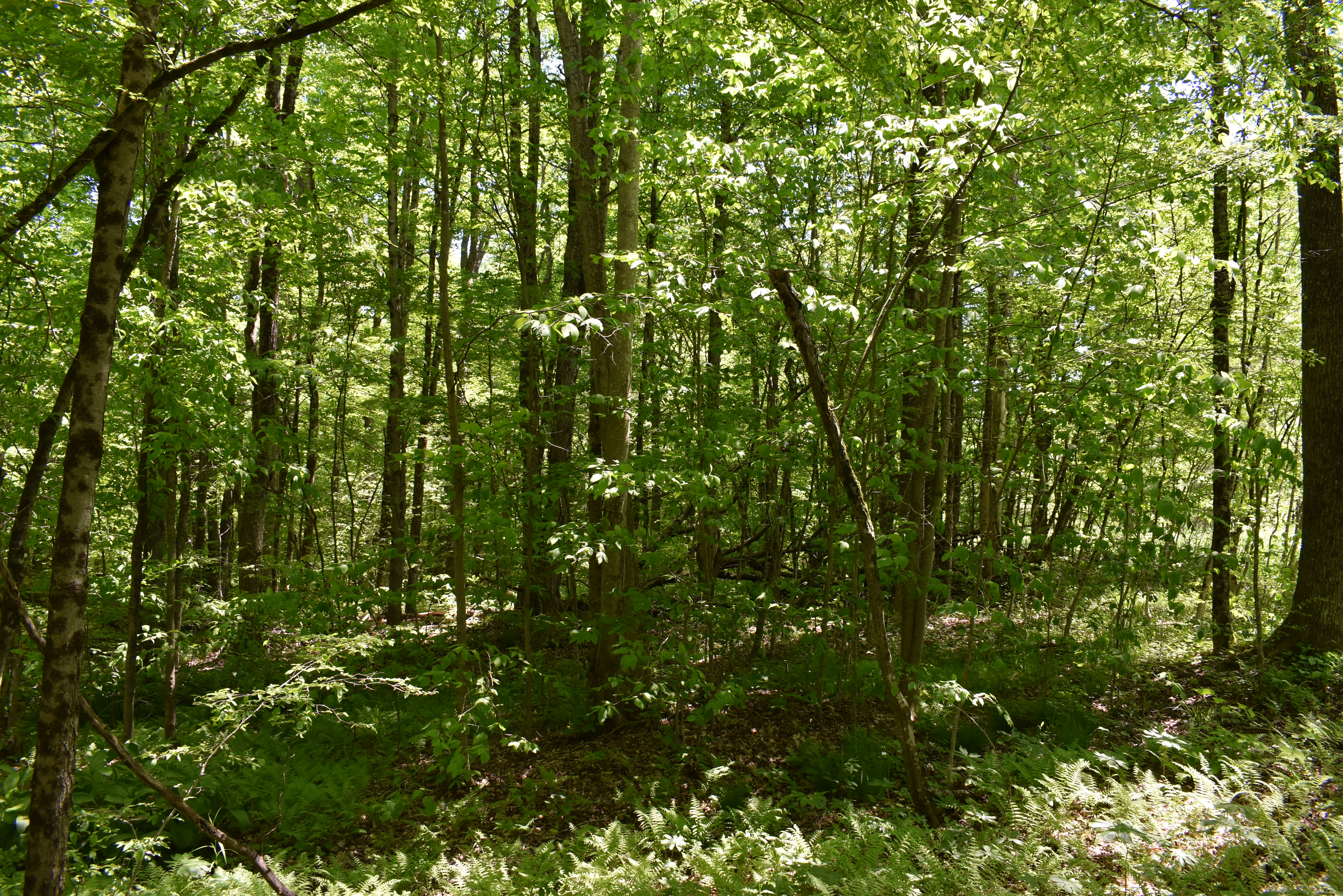 Listing Image 47