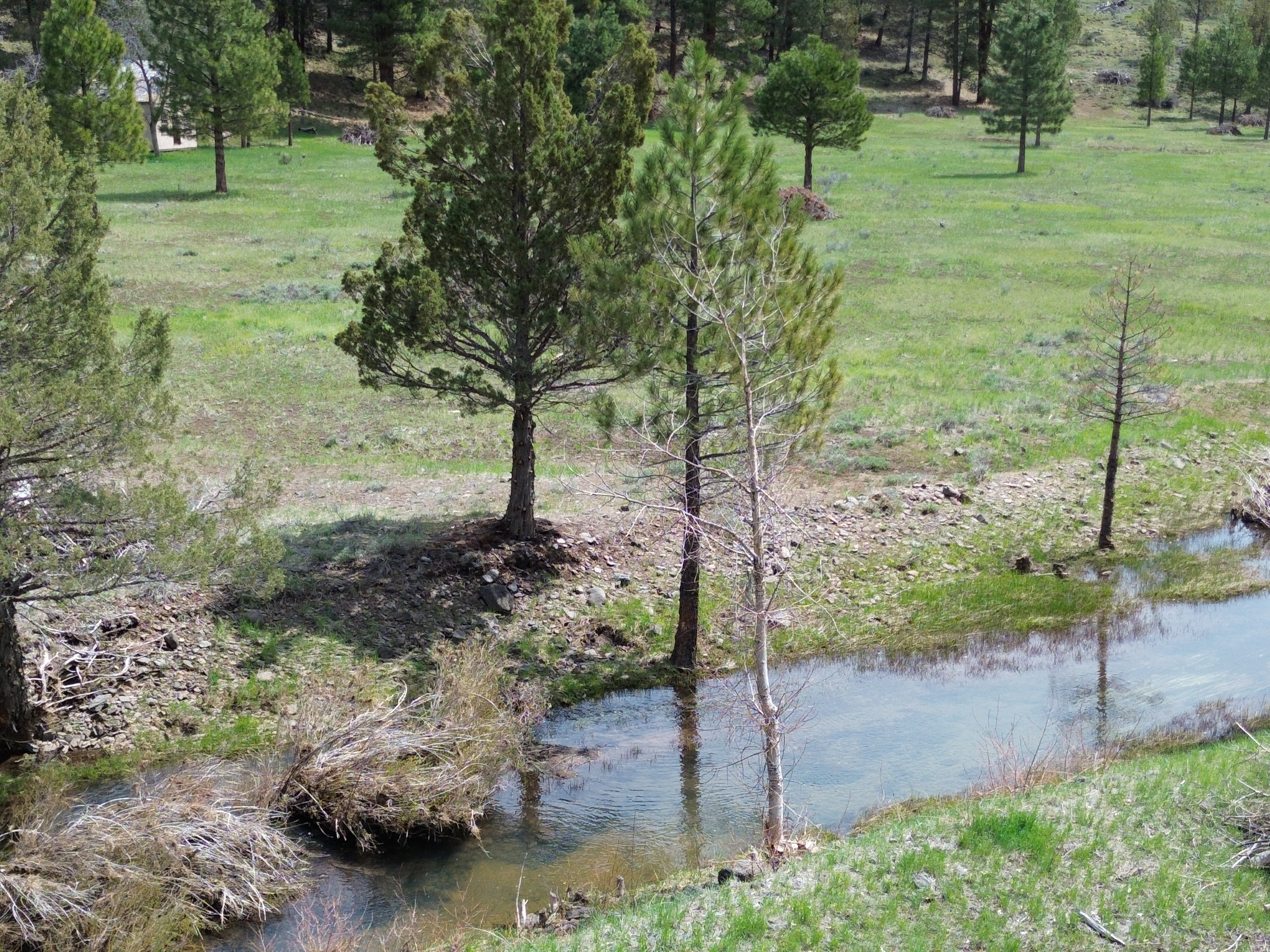 Johnson Creek Meadow