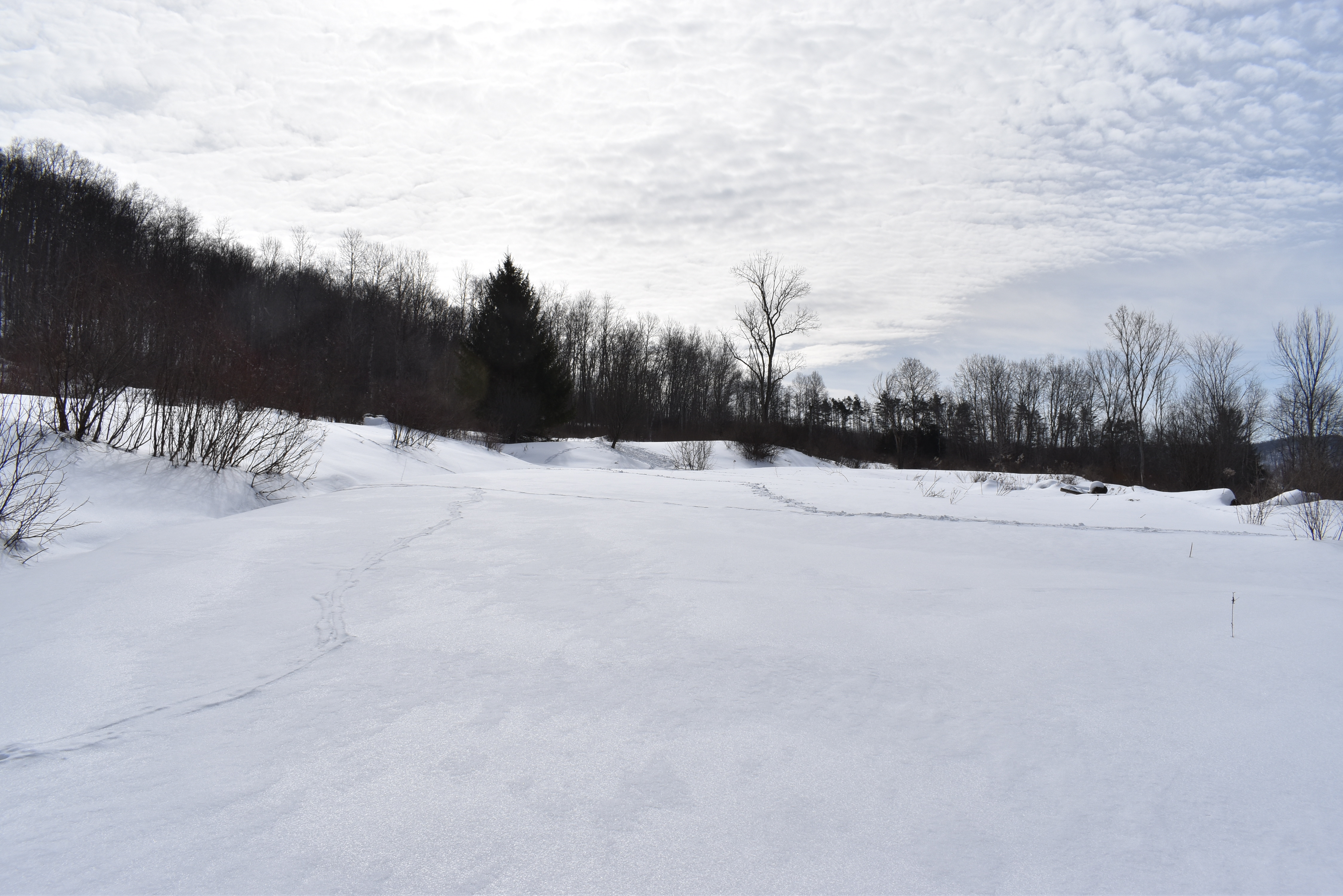 Morgan Hollow