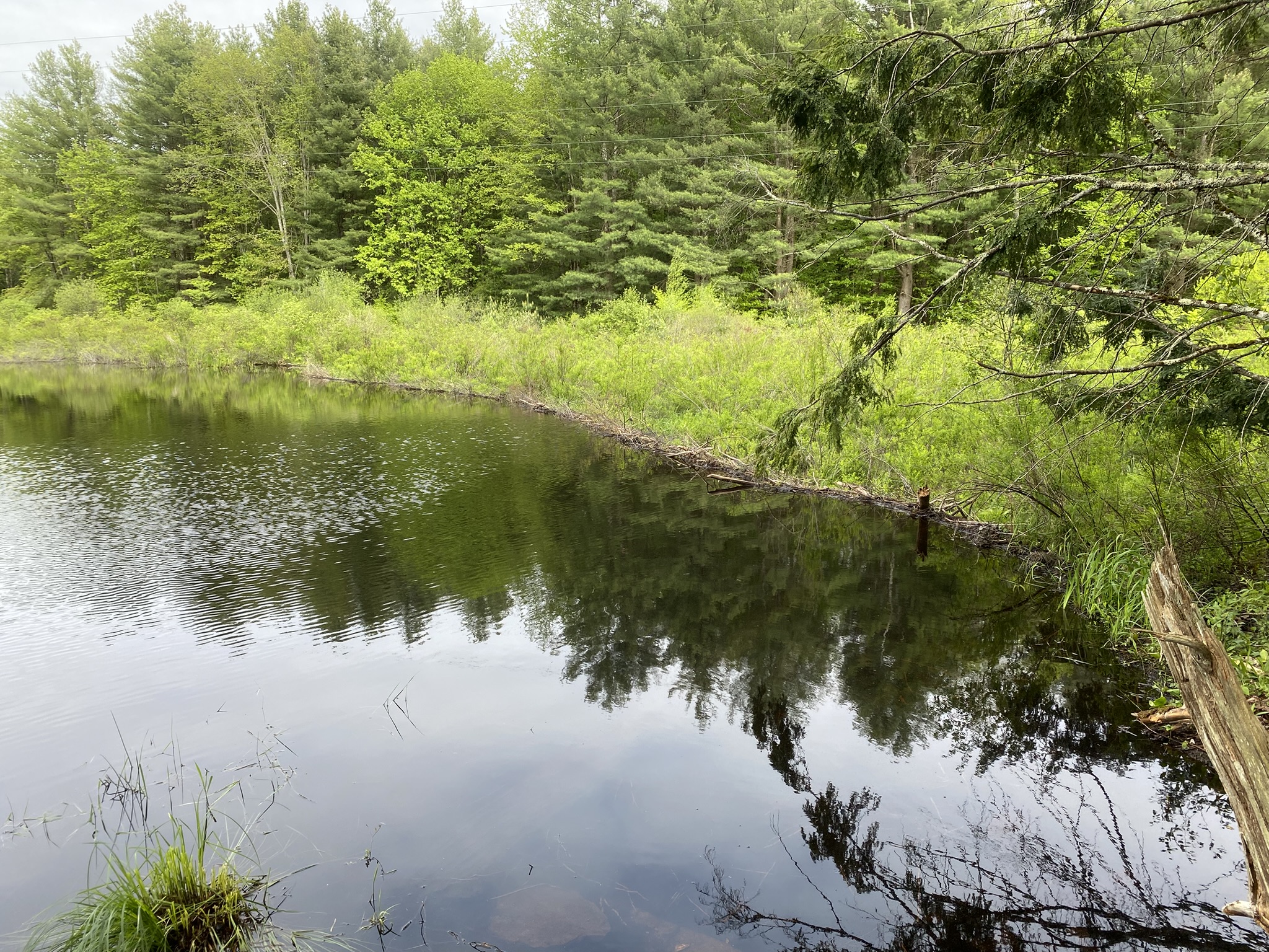 Salmon River Country "Back 40"