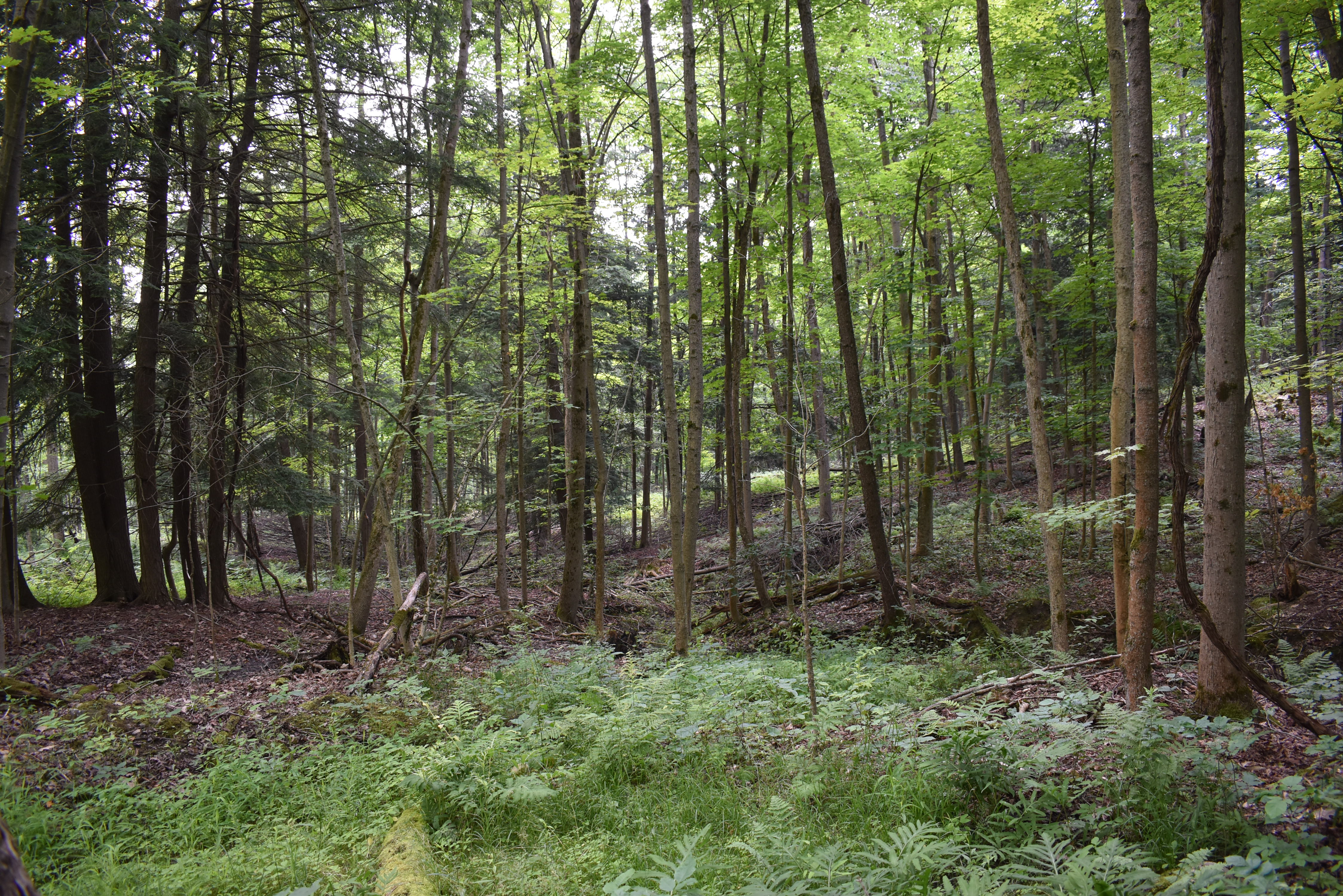 Listing Image 64
