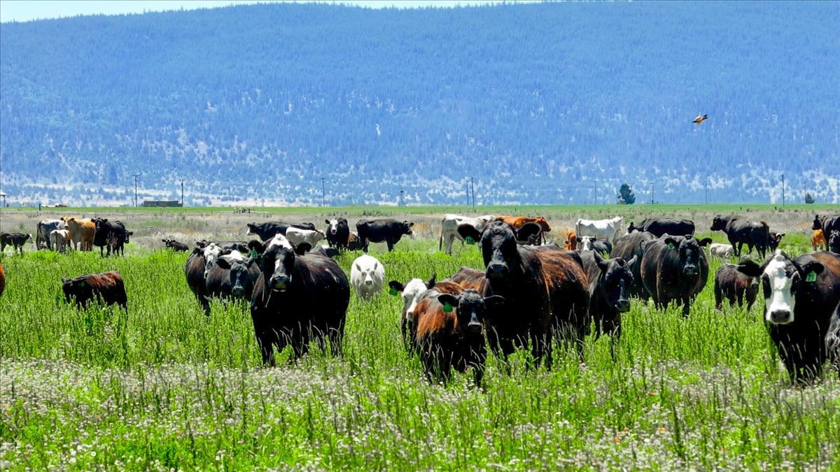 Pit River Cattle Ranch