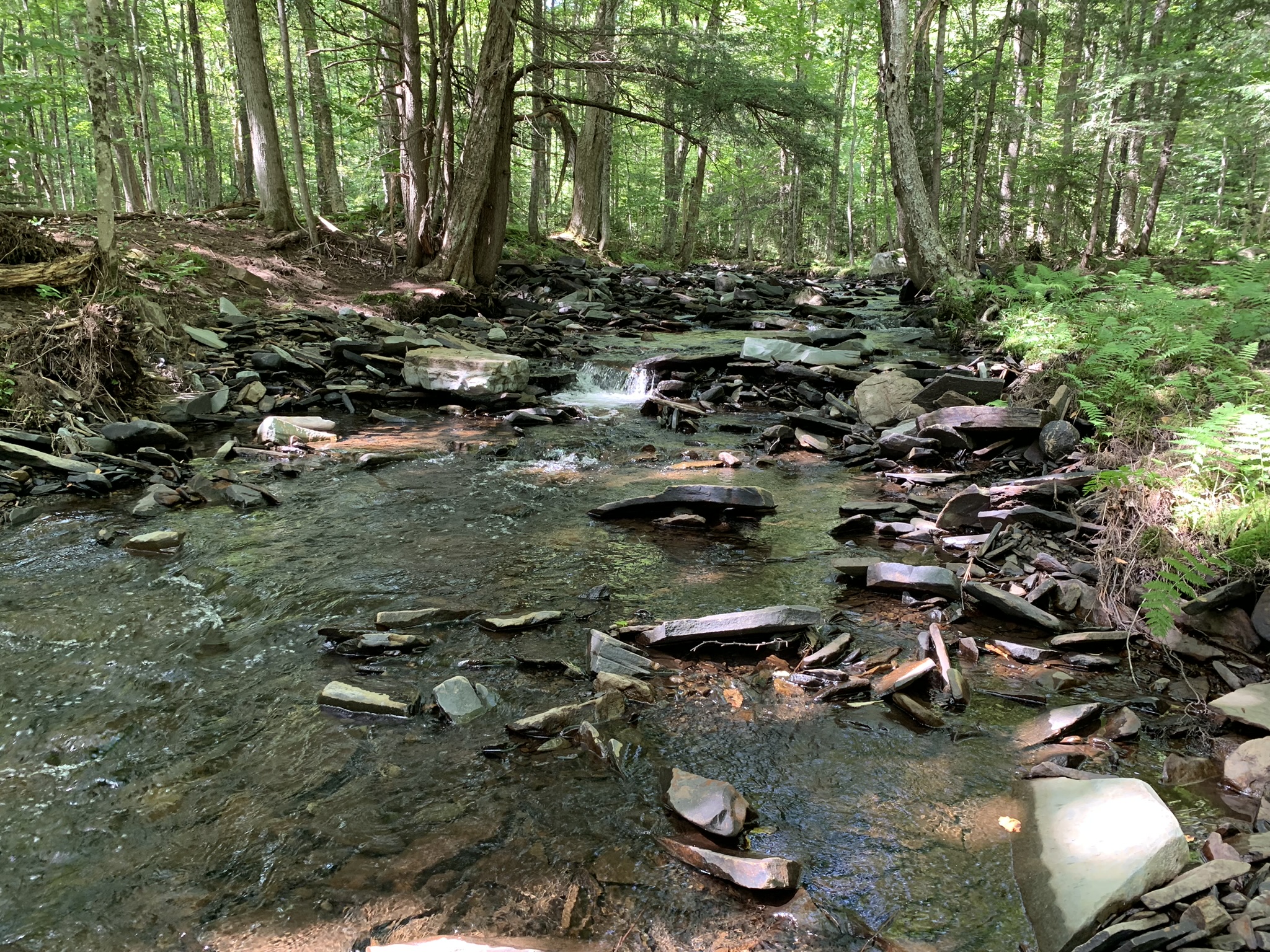 Lyman Brook Forest