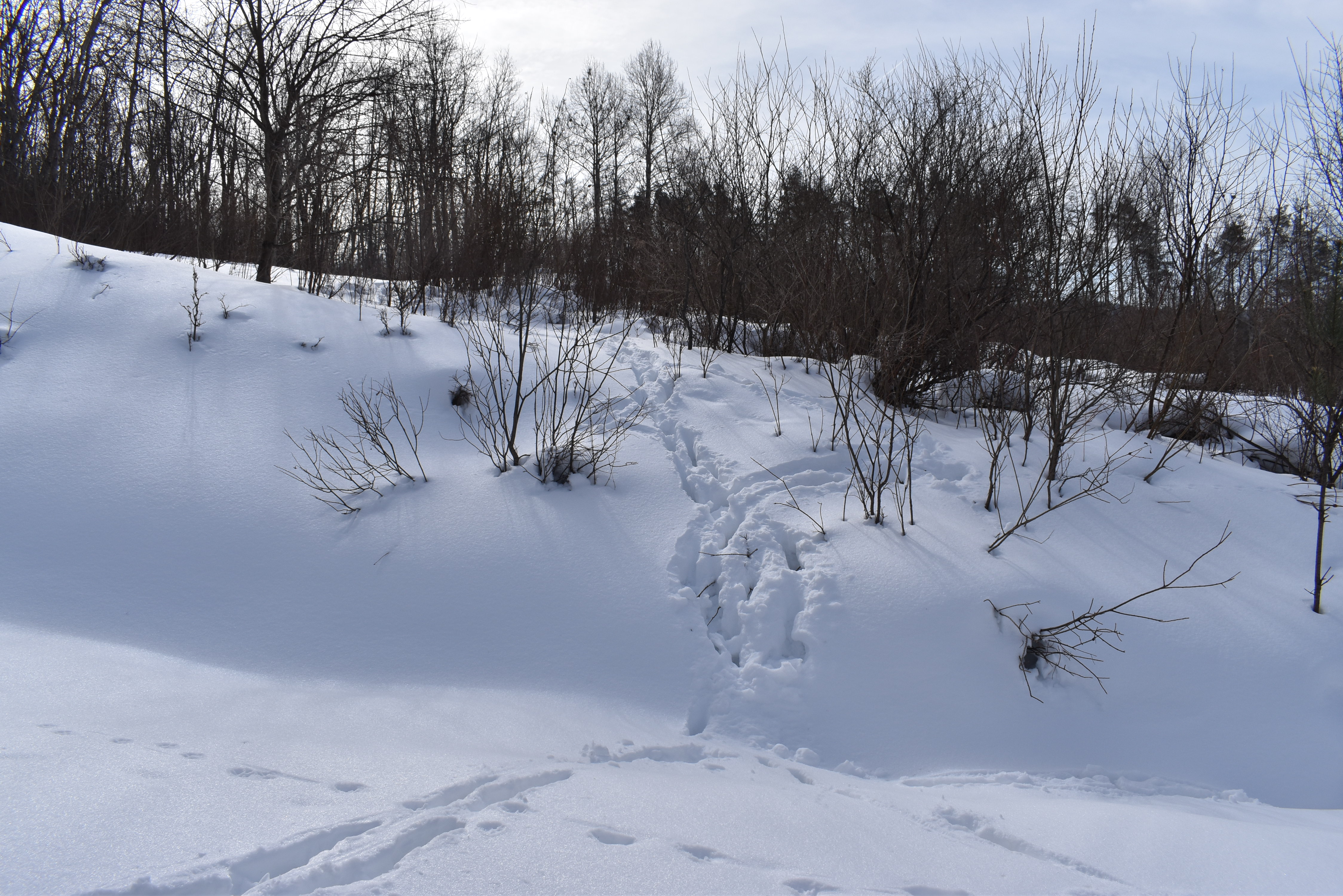 Morgan Hollow