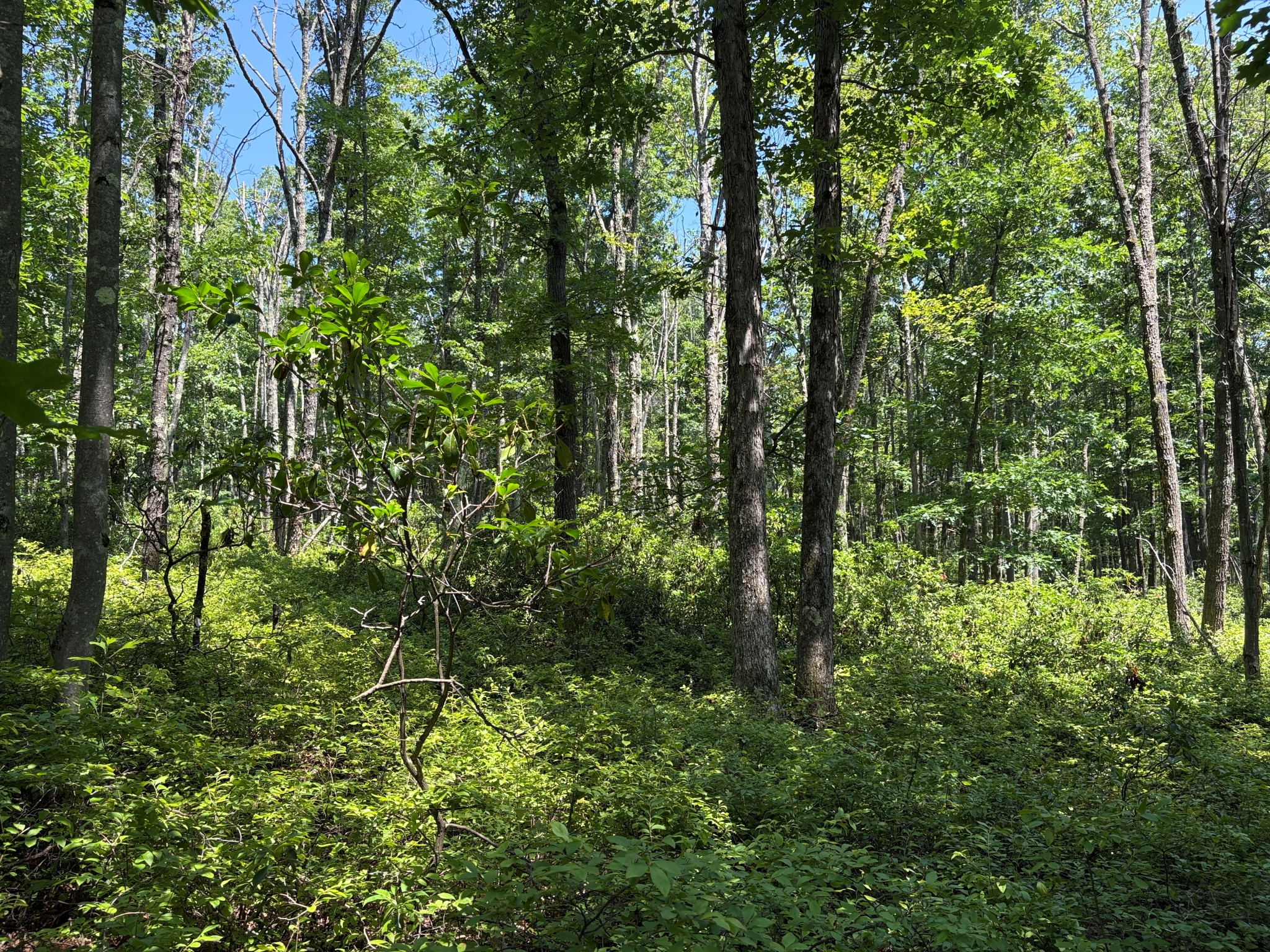 Listing Image 35