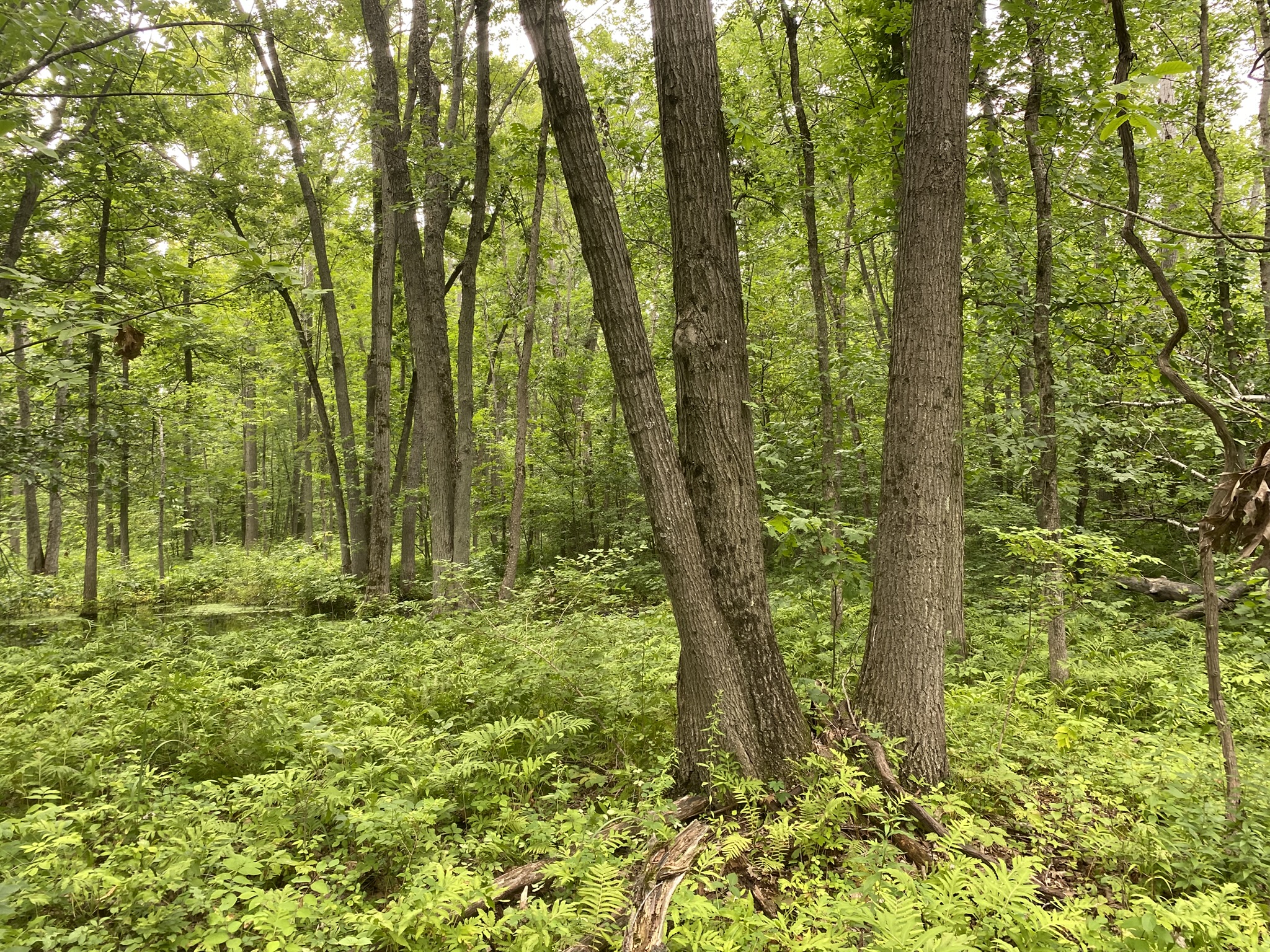 Listing Image 20