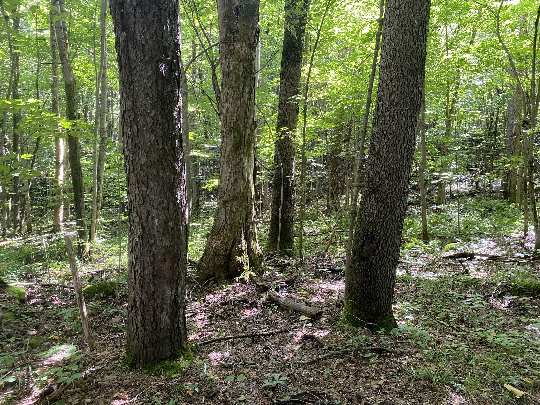 Listing Image 64