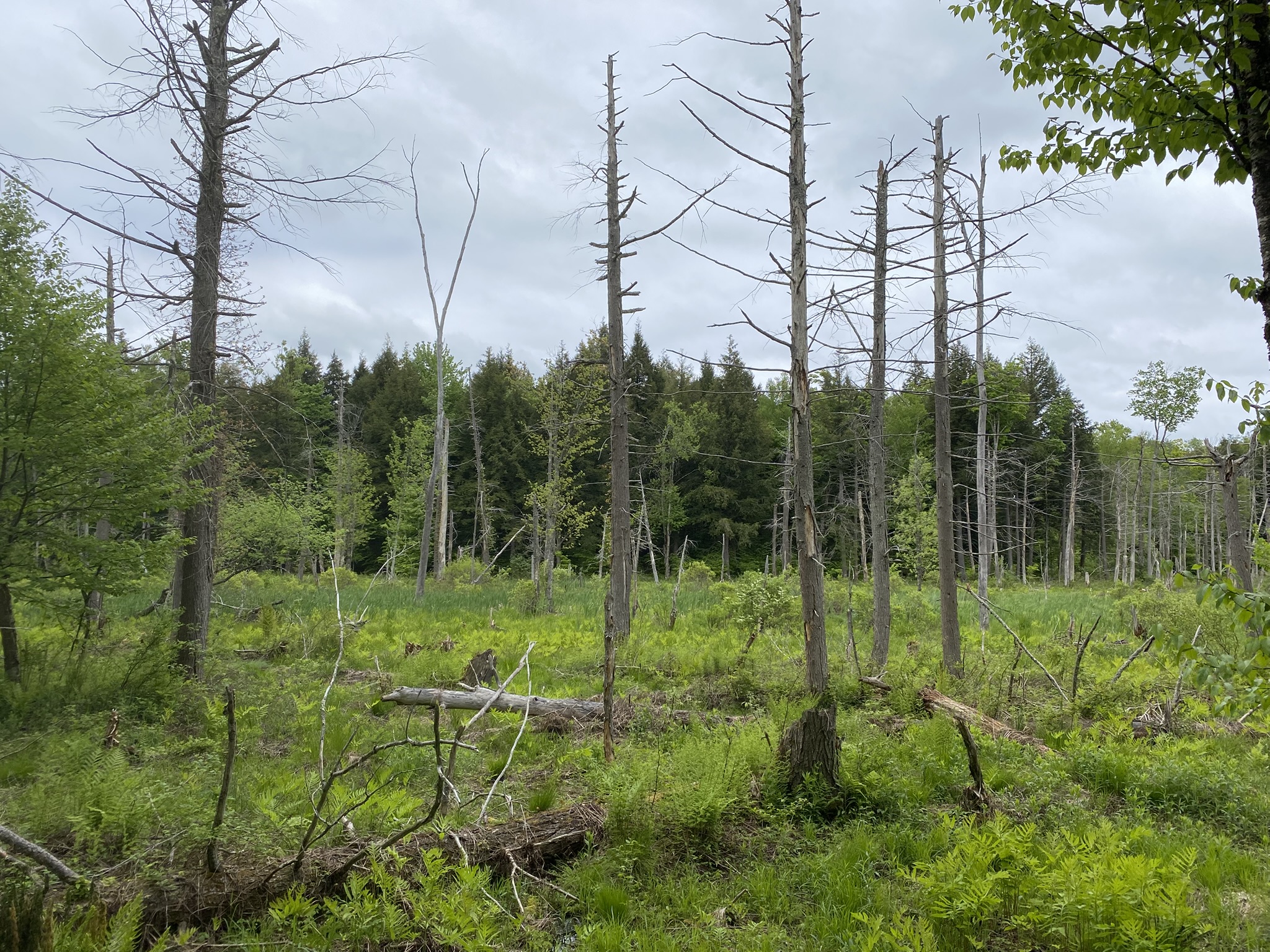 Little Salmon River Country