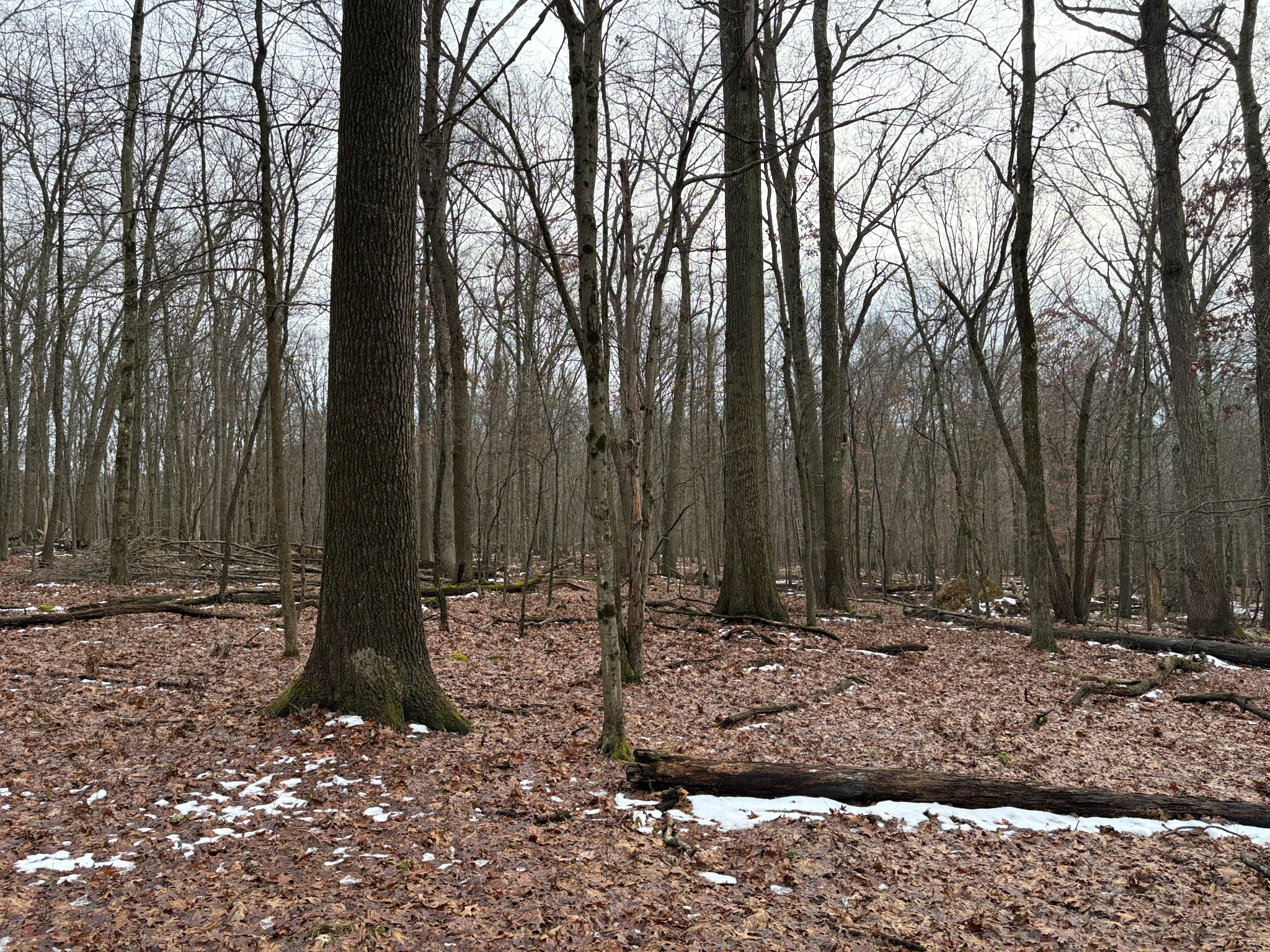 Listing Image 87
