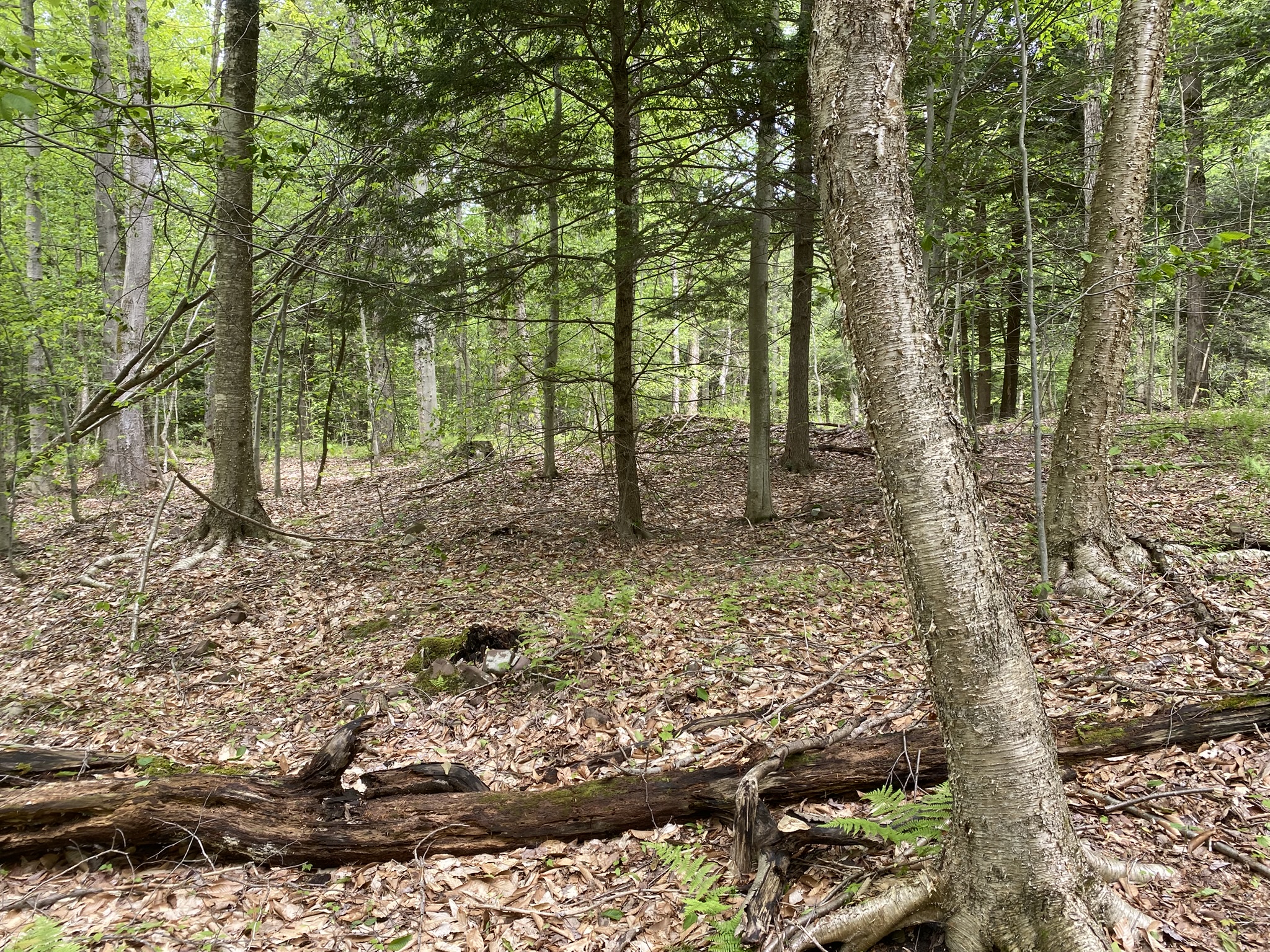 Little Salmon River Country