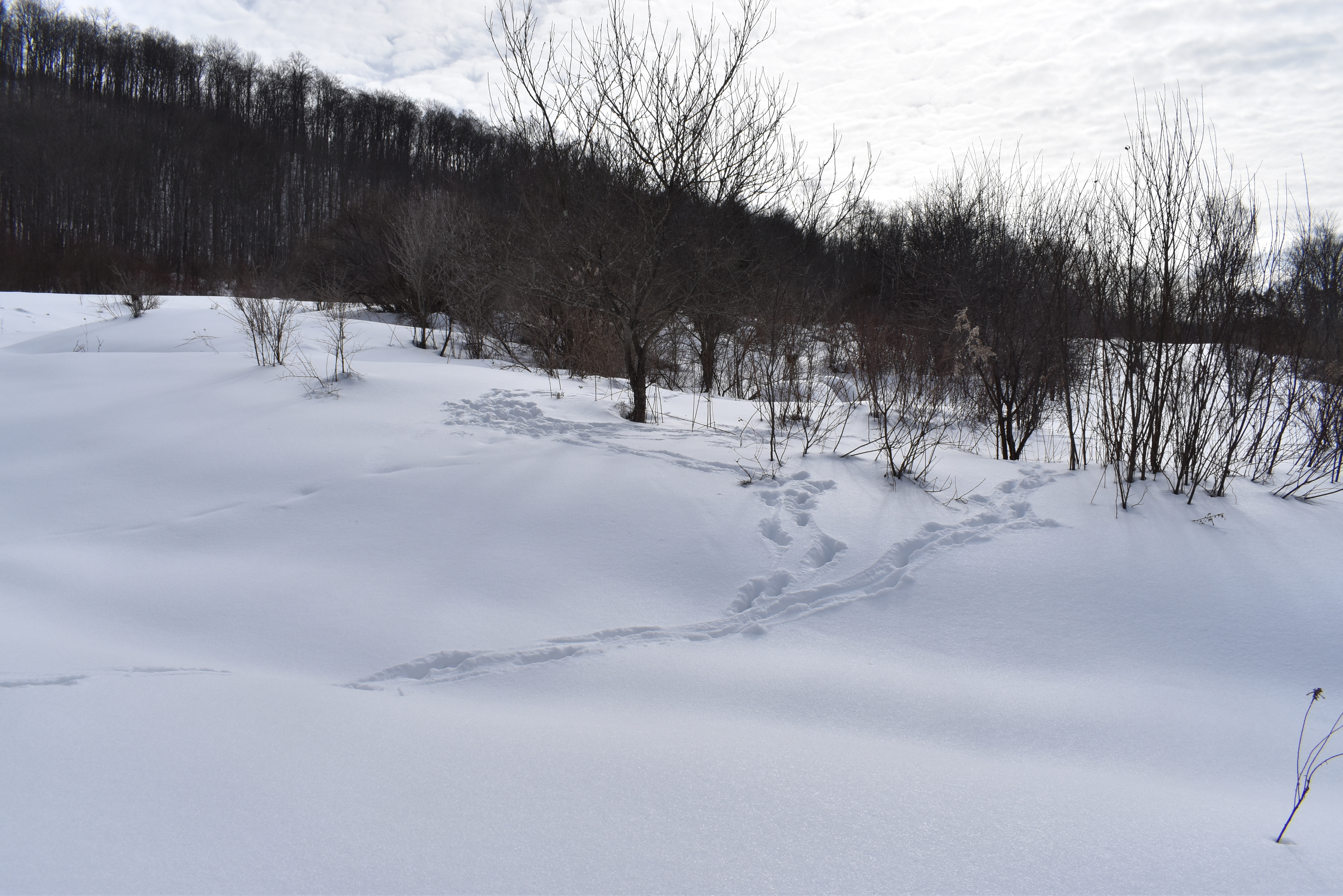Morgan Hollow