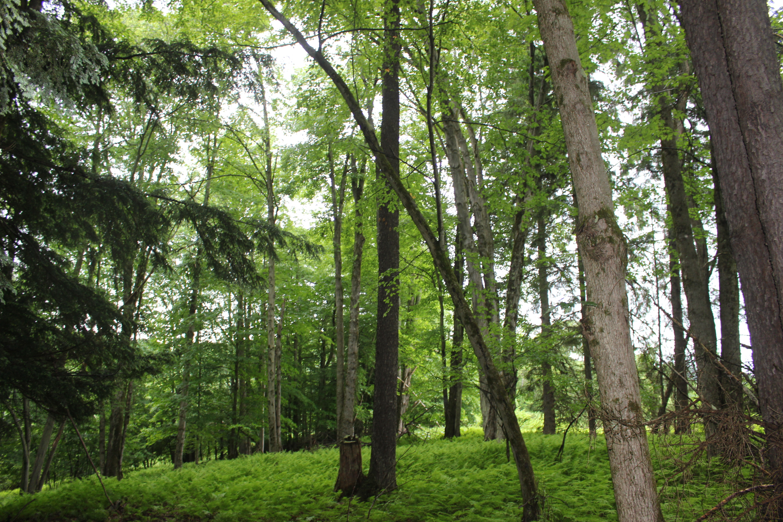 Dodge Creek
