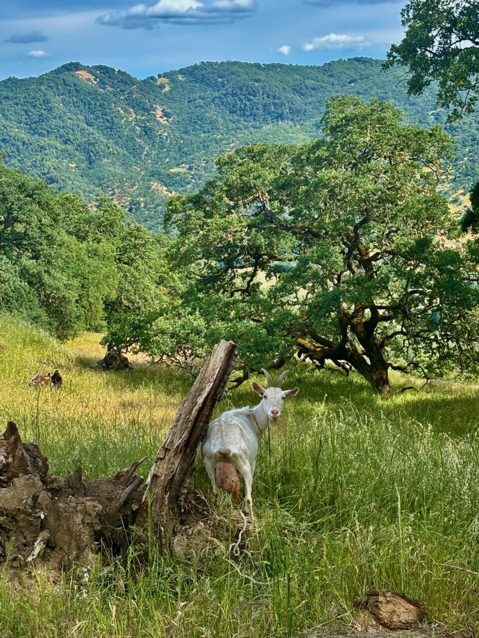 McNab Crag Ranch