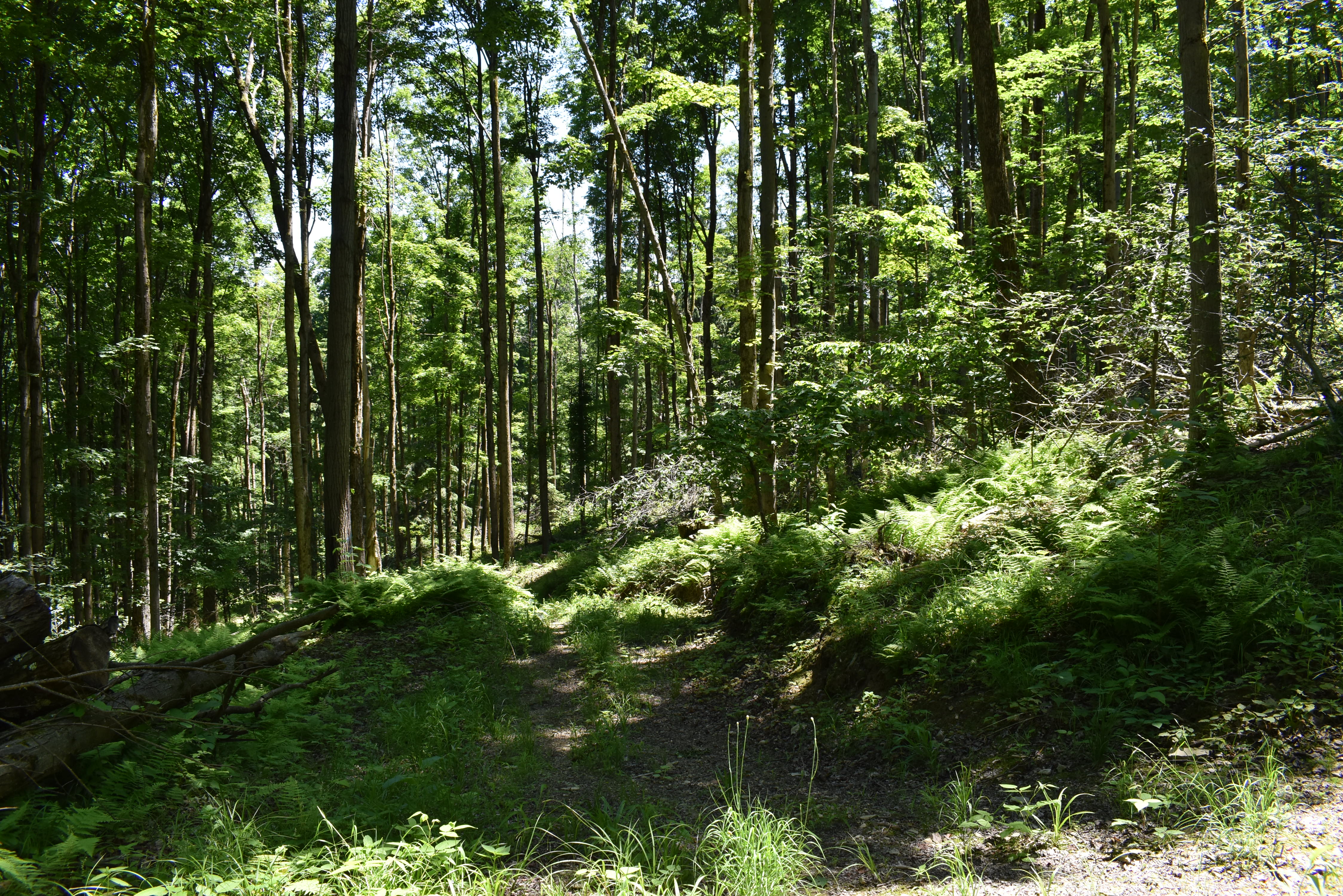 Fabulous Farrington Hollow