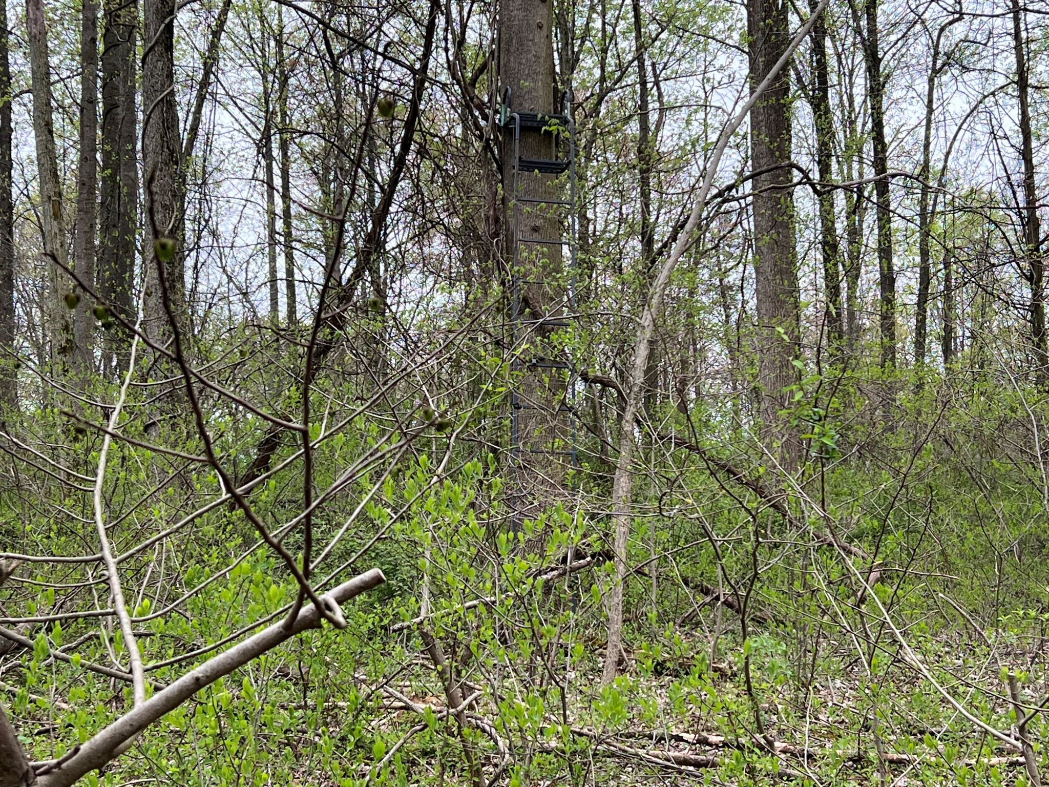 Etown Woodlands
