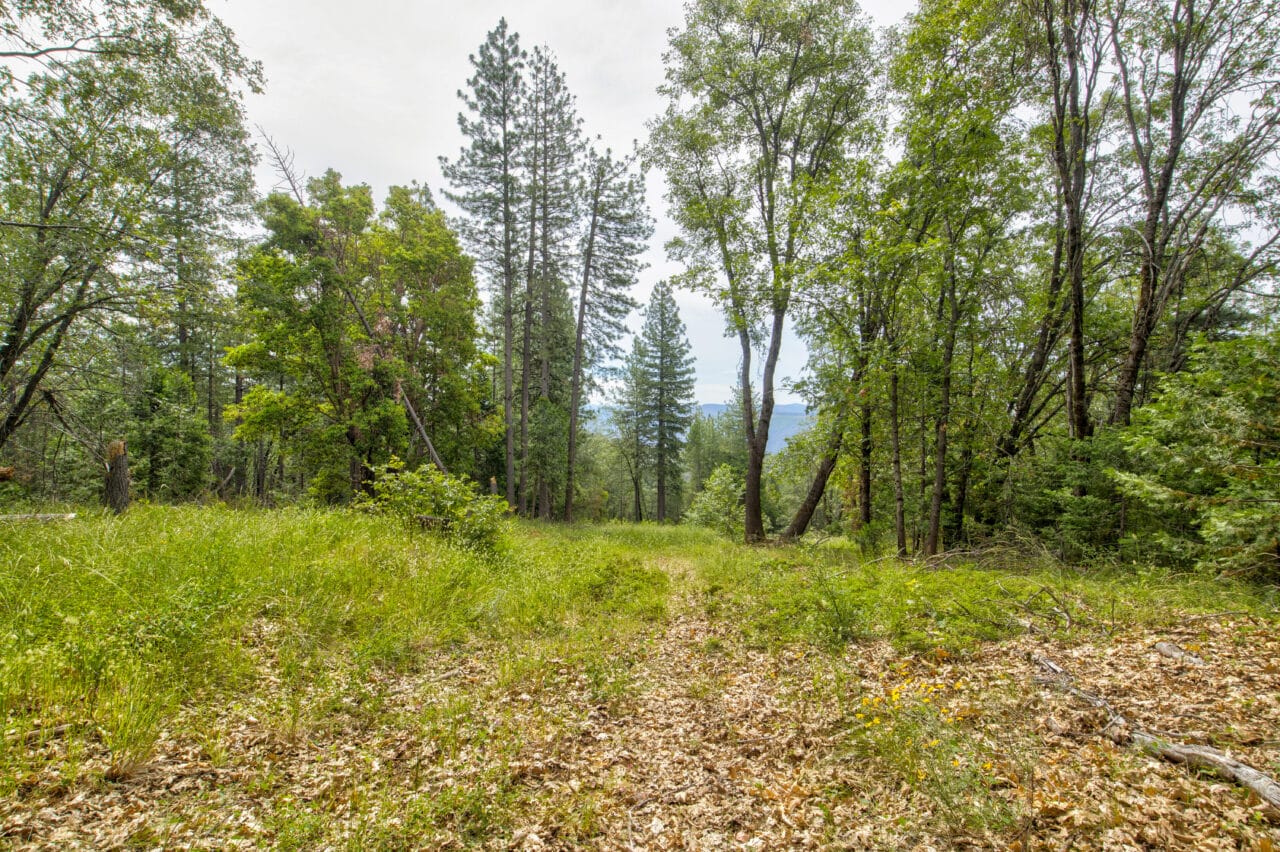 Foresthill Divide