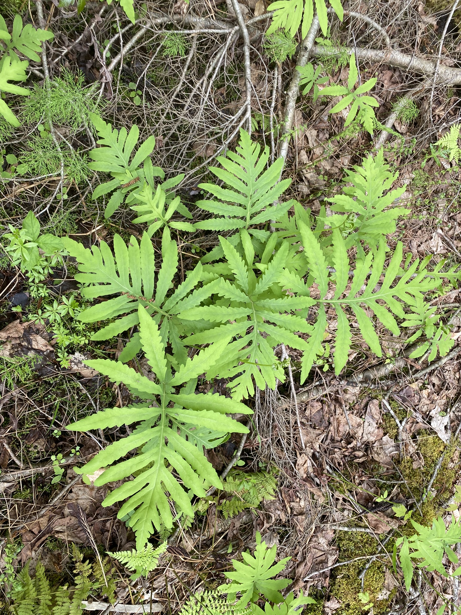 Little Salmon River Country
