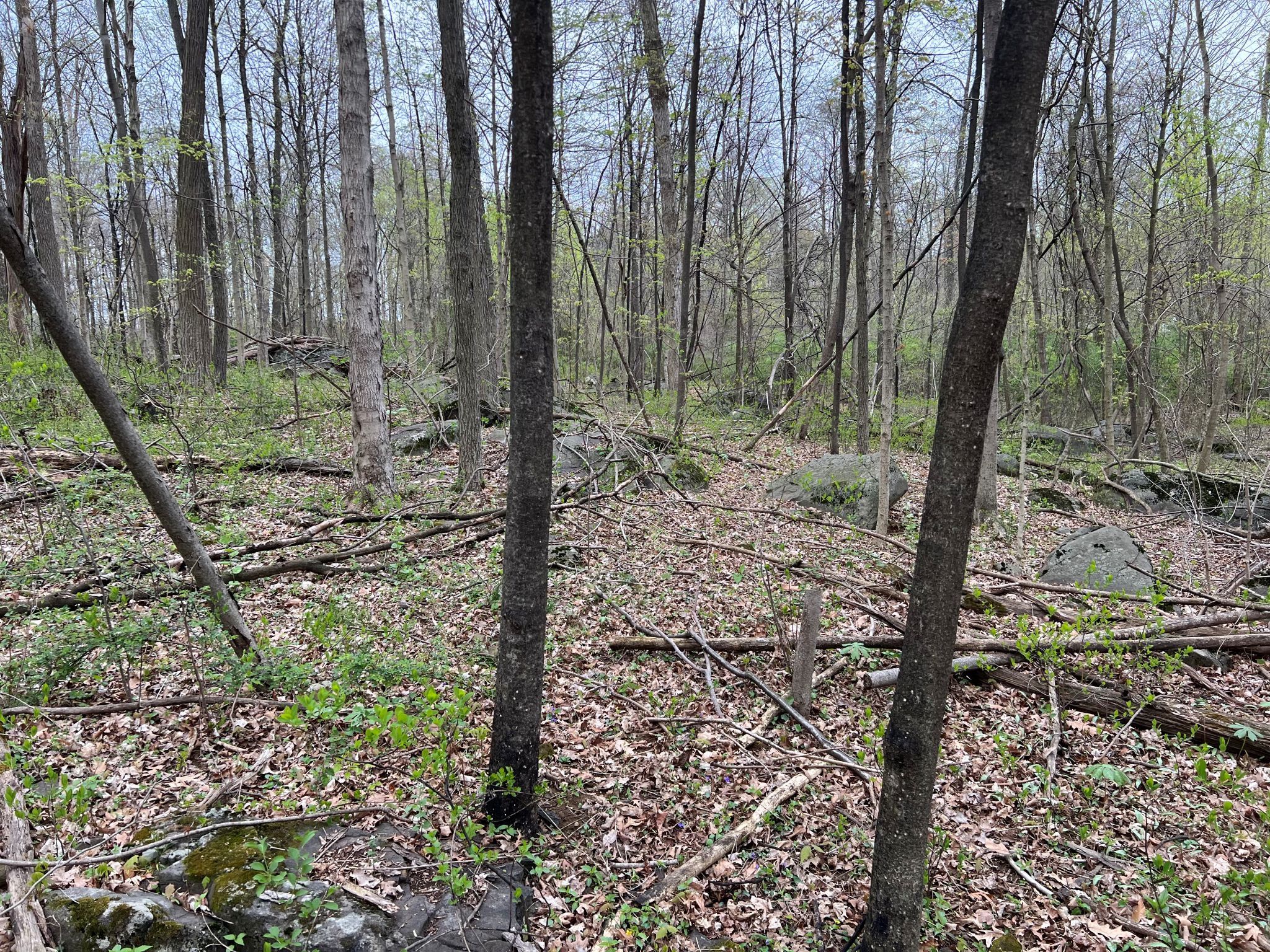 Etown Woodlands