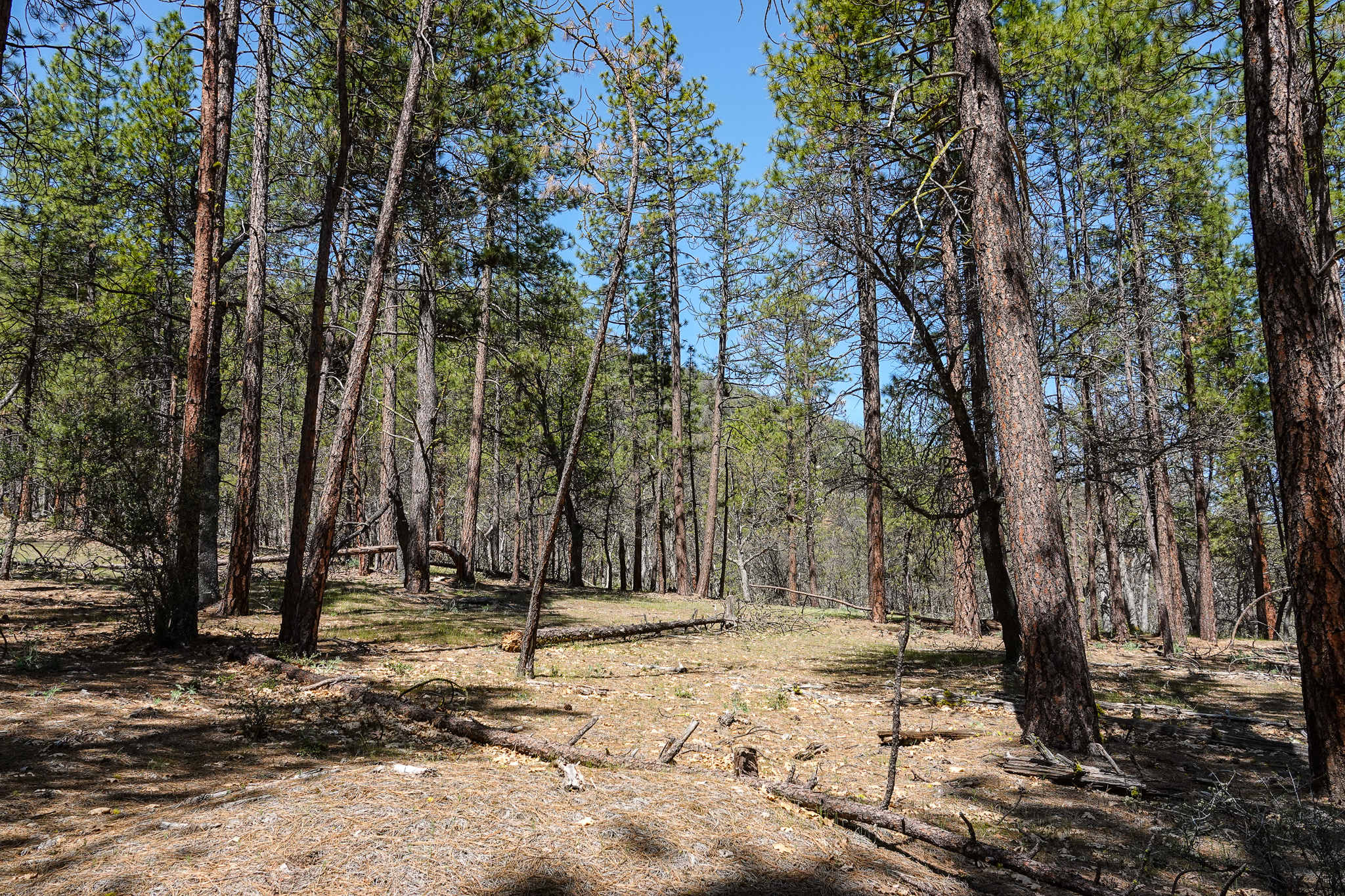 East Road Ragland Gulch Acreage