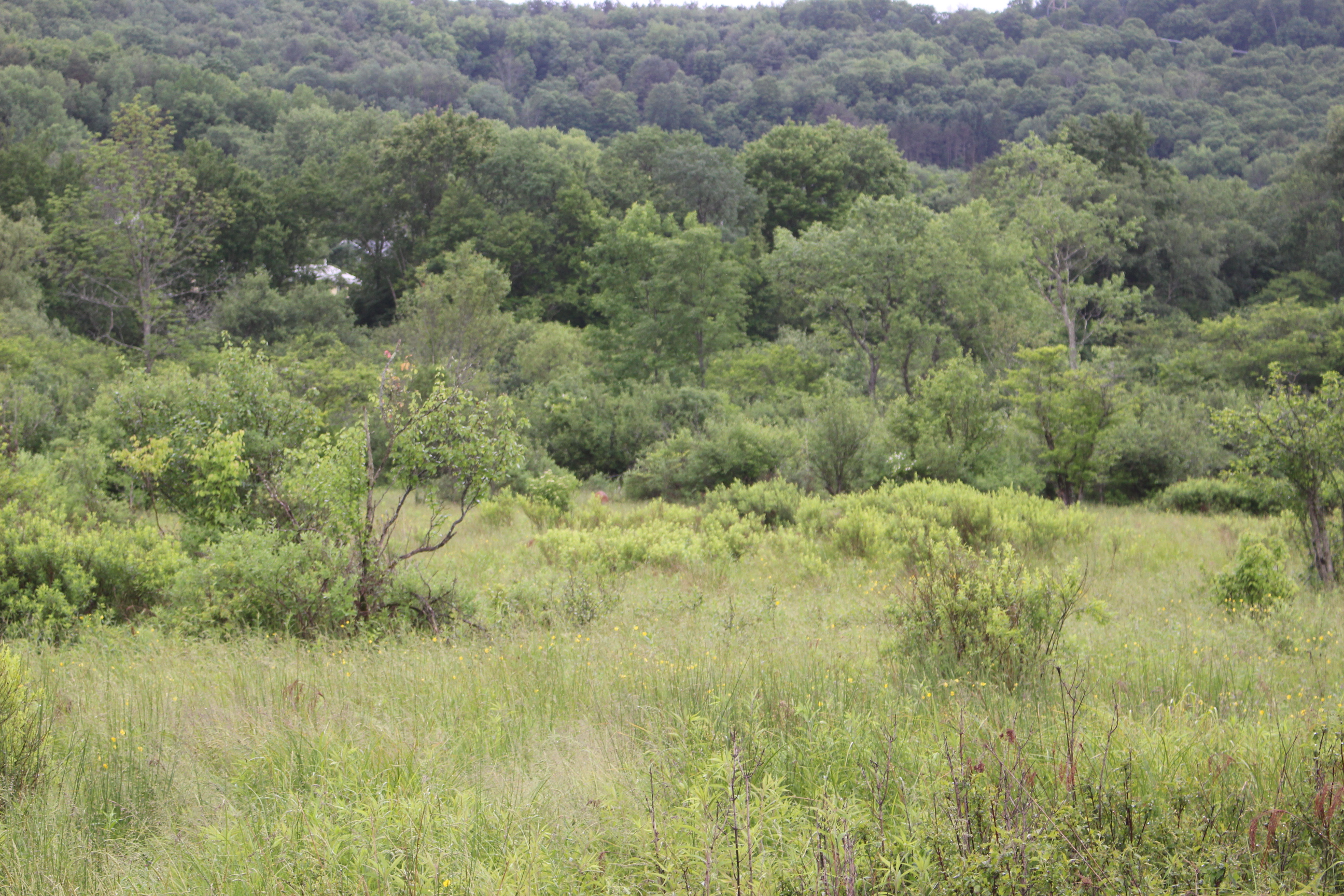 Dodge Creek