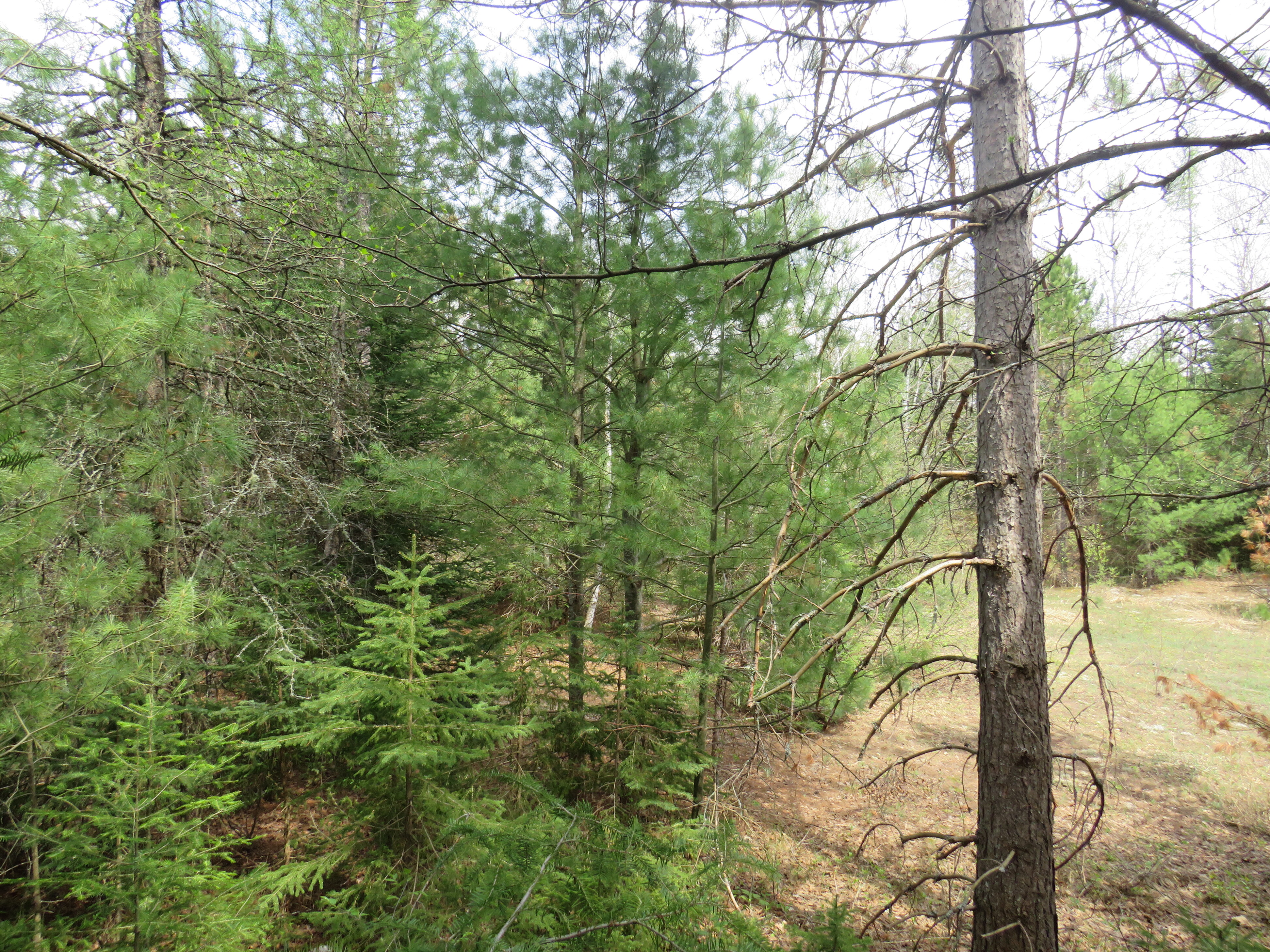 160 Acre Wilderness Retreat 50175391