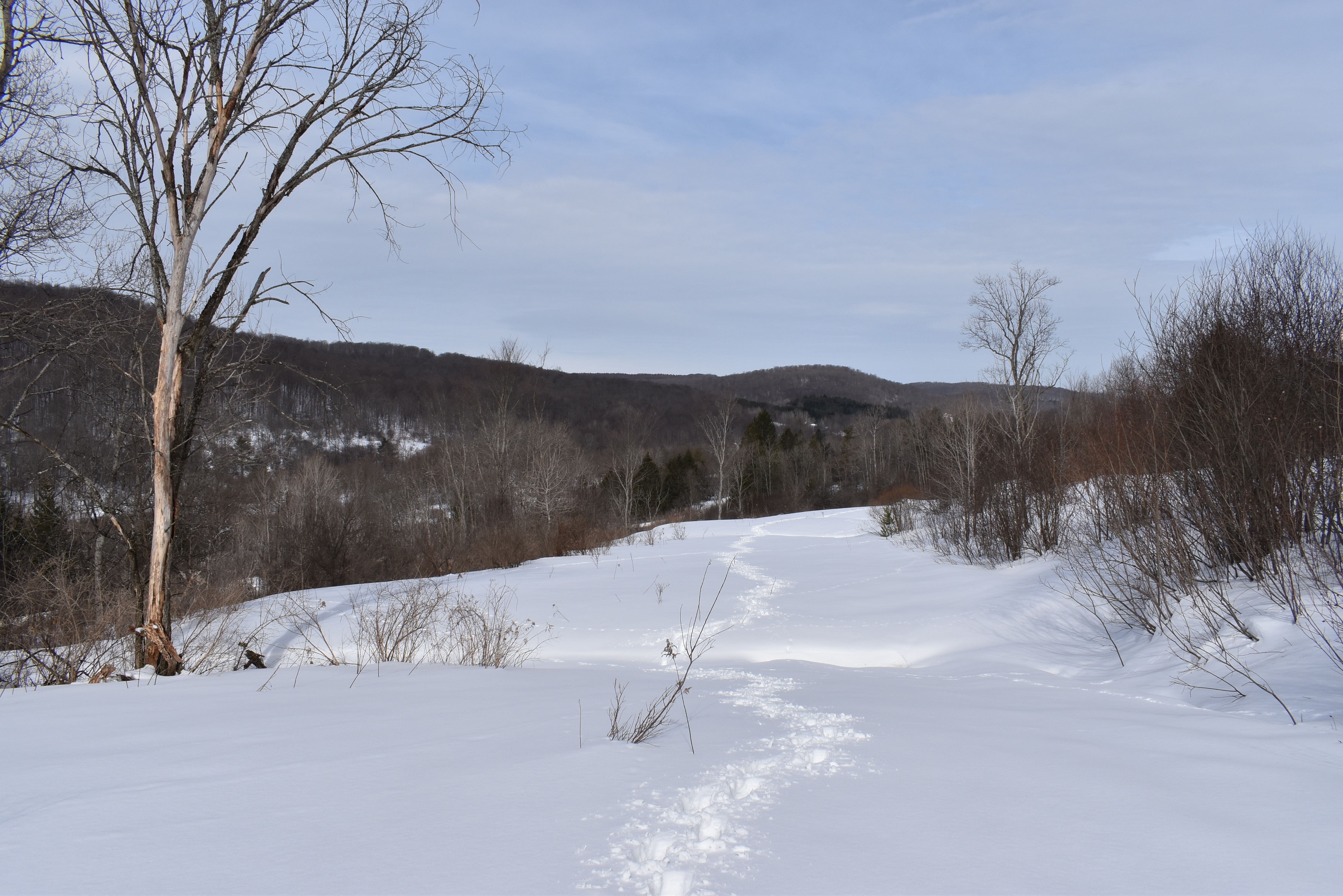Morgan Hollow