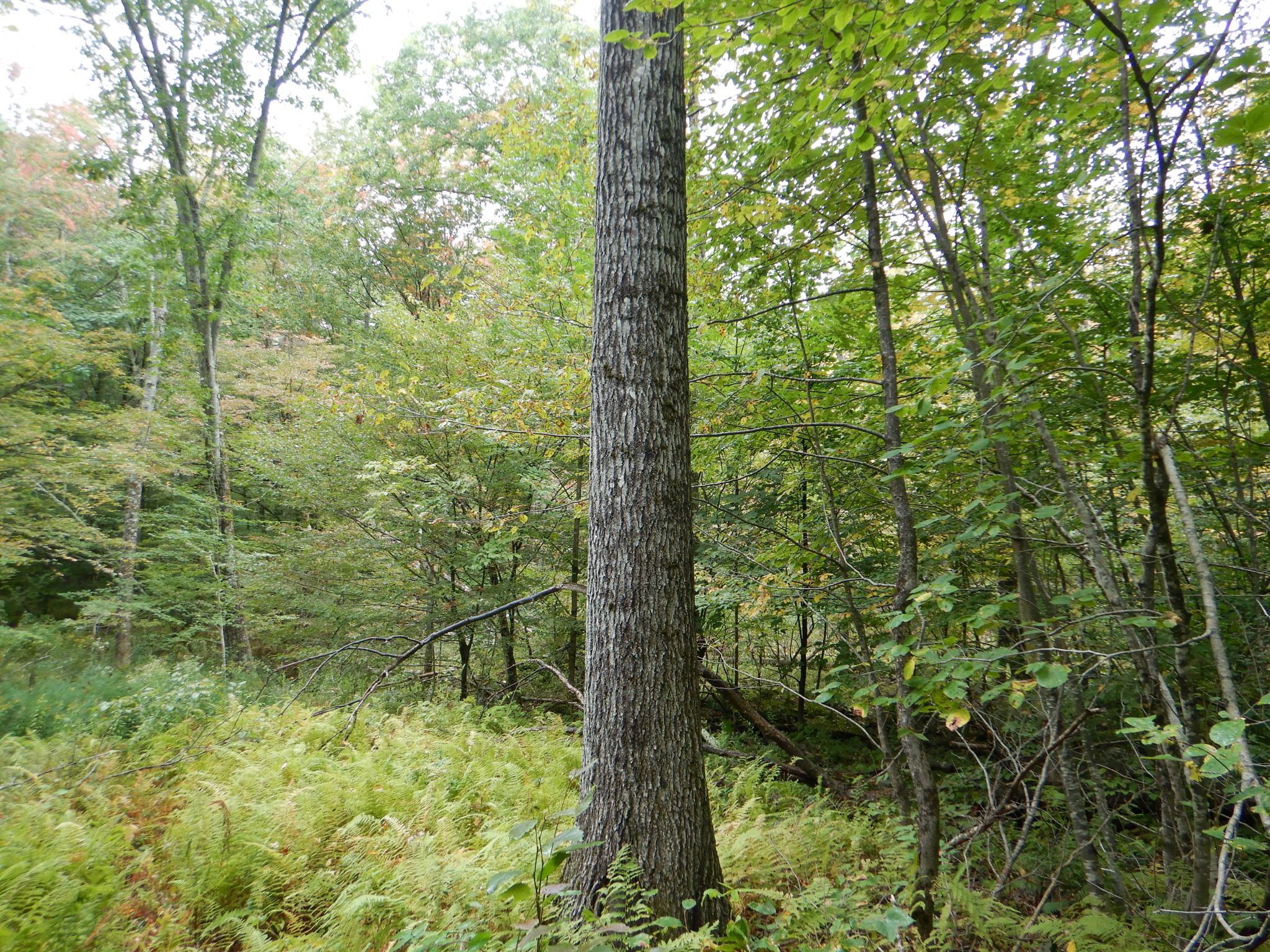 Listing Image 28